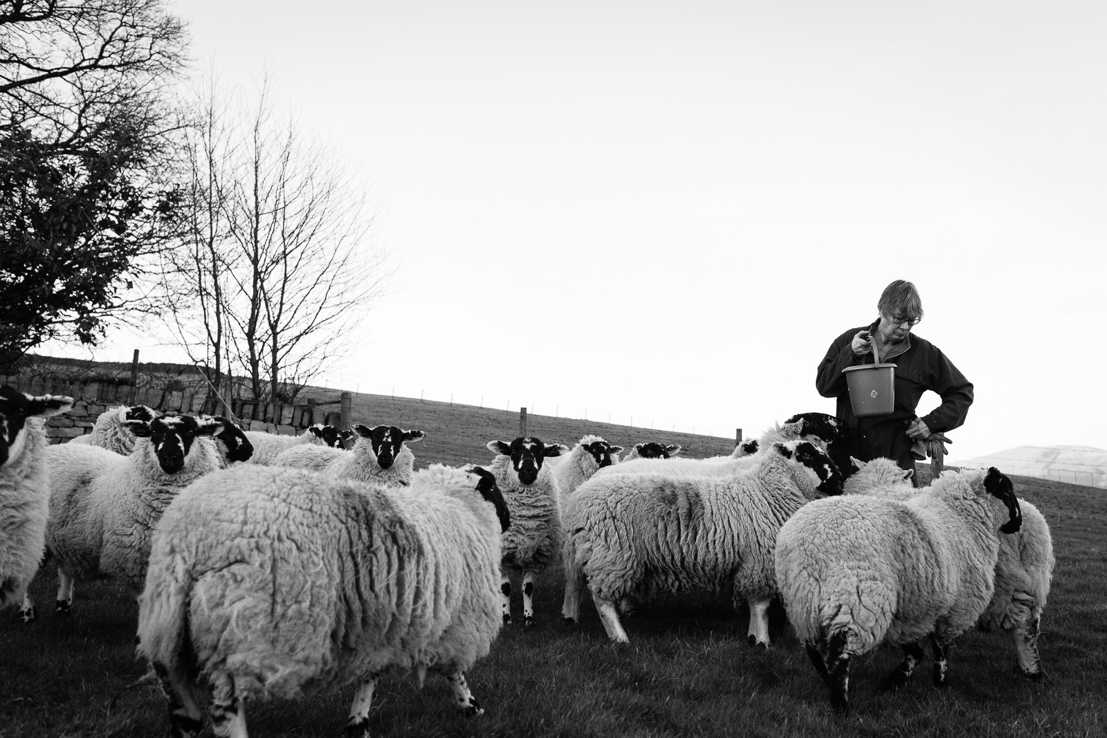 This Farming Life feeding sheep