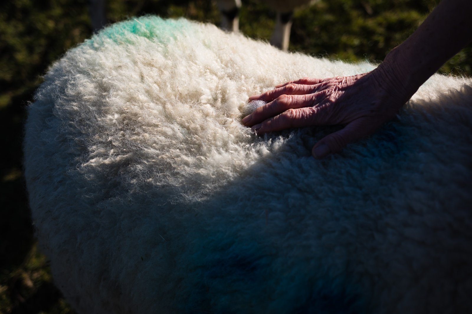 This Farming Life sheep