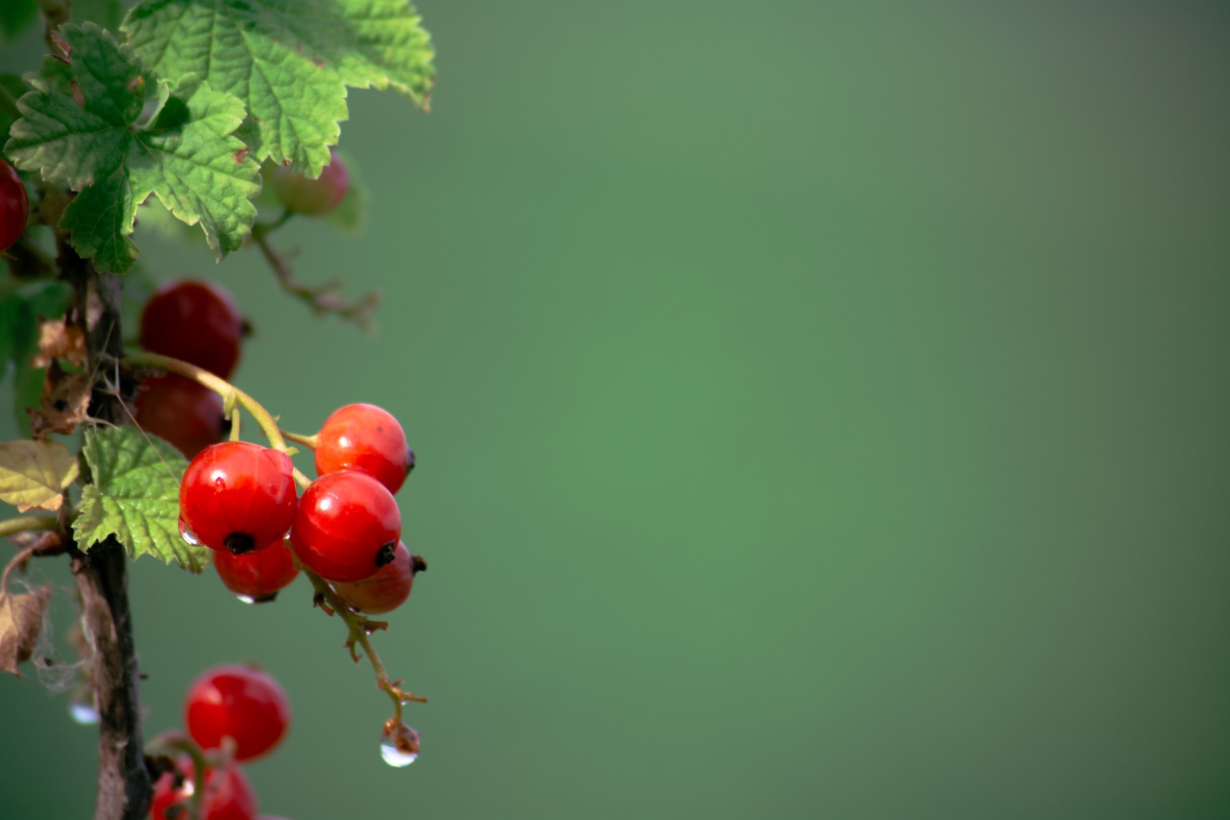 Redcurrants, by Linden