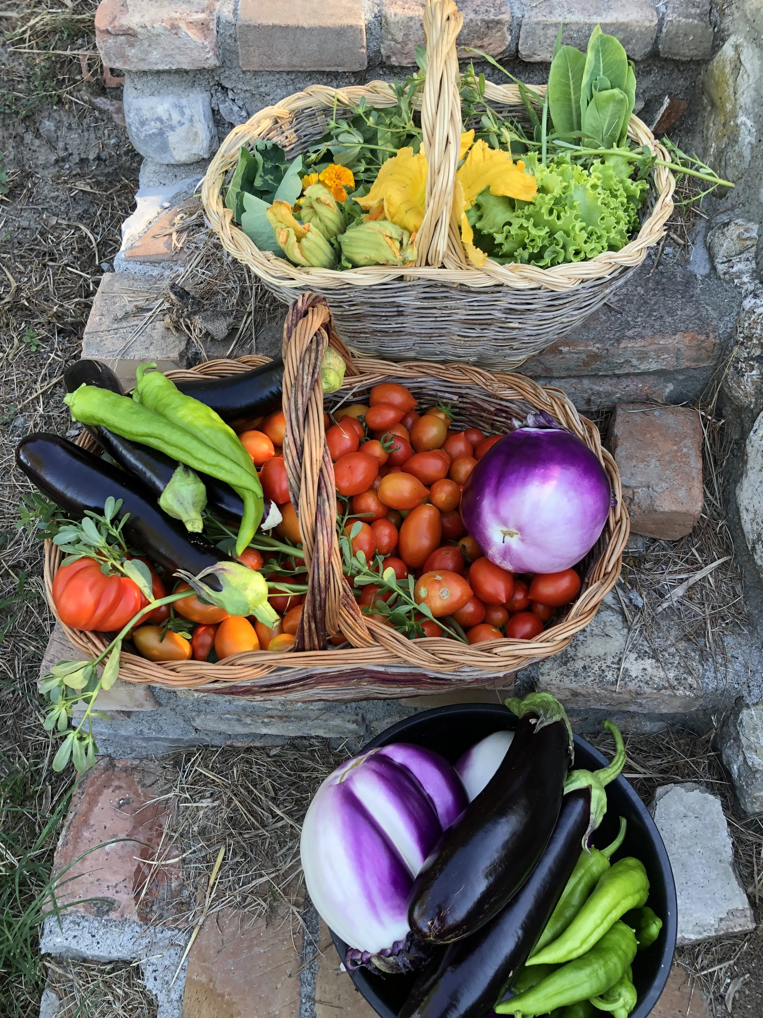 Basket with Vegetables.jpg