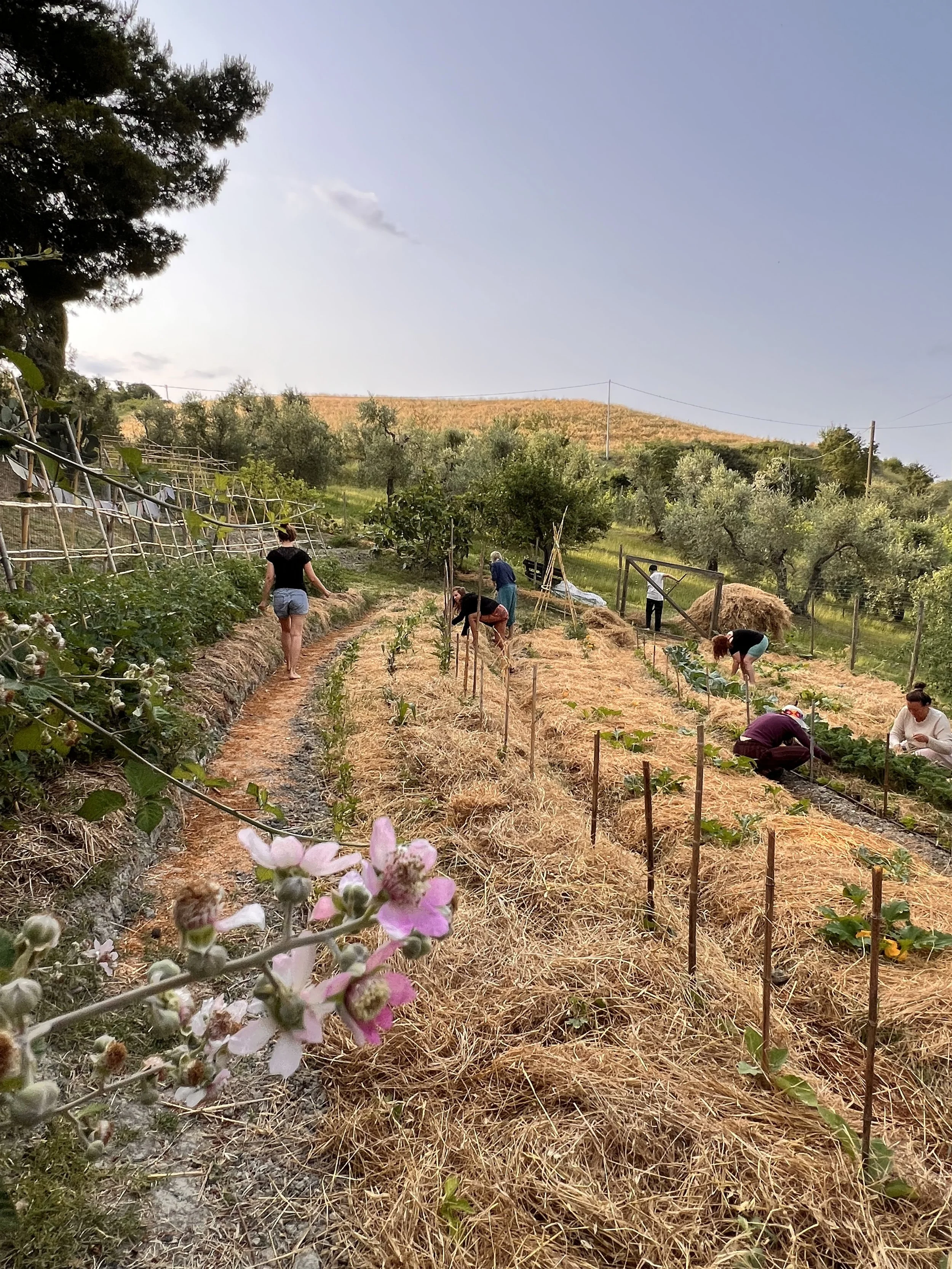Spring_Vegetable Garden 2025.jpg