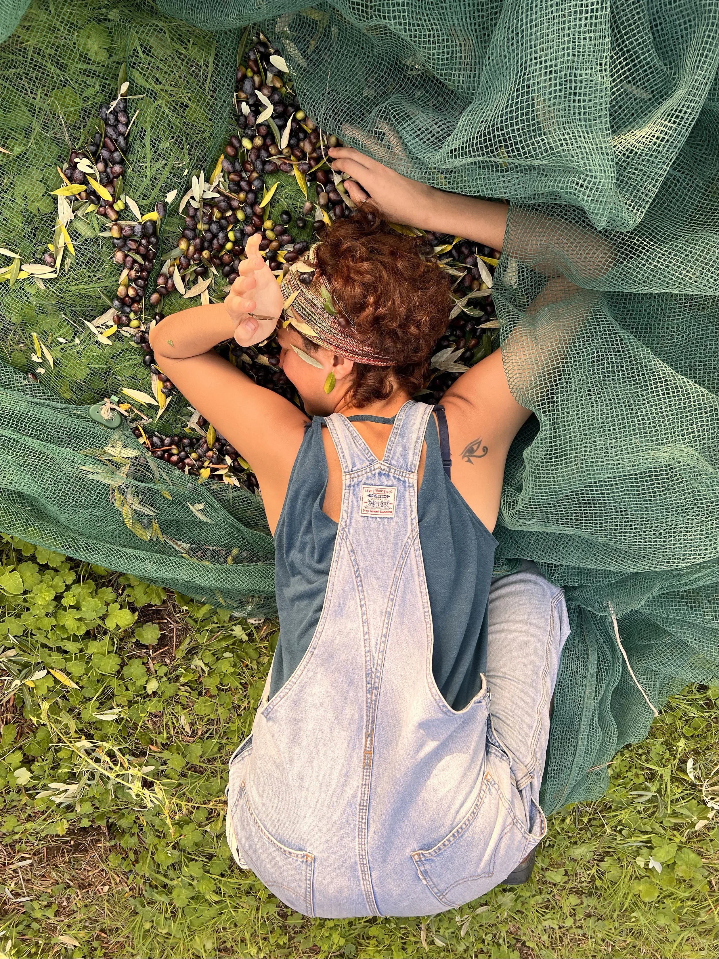 Laura_Olive Picking 2024.JPEG