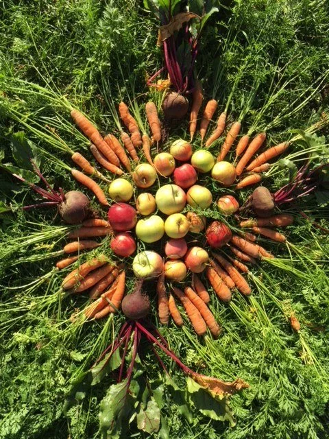 4. klassene besøker skolehagen på Sagene