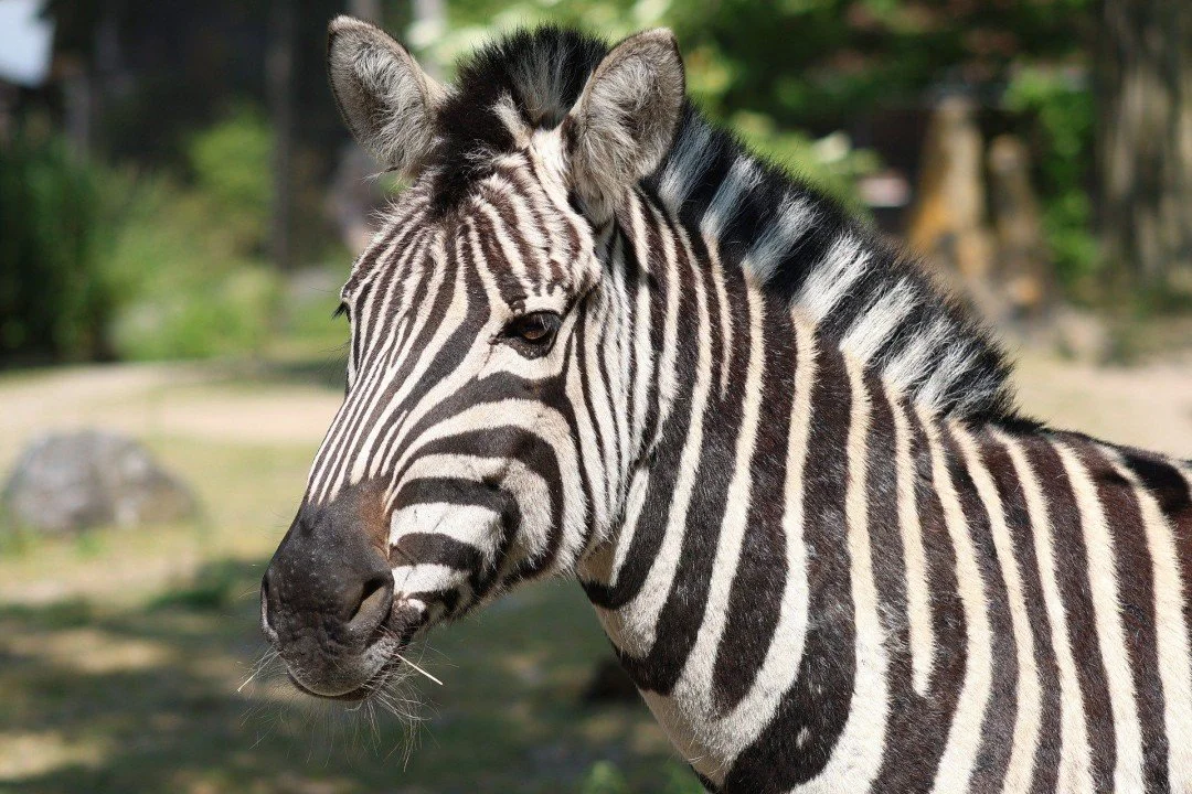 Confidence, Creativity, and the Case for Zebra Thinking: Rethinking Gender and Leadership through Neuroscience