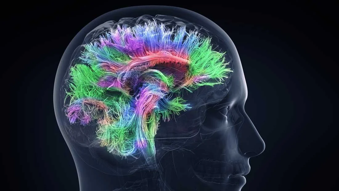Mindset Over Style: The Neuroscience of Effective Leadership