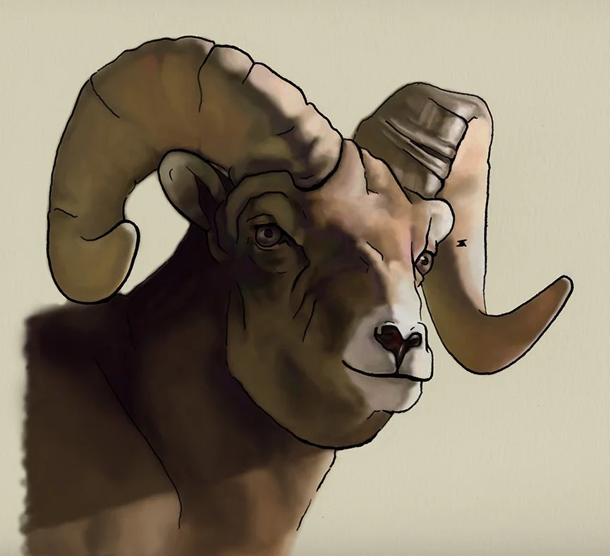 animals-sheep.jpg