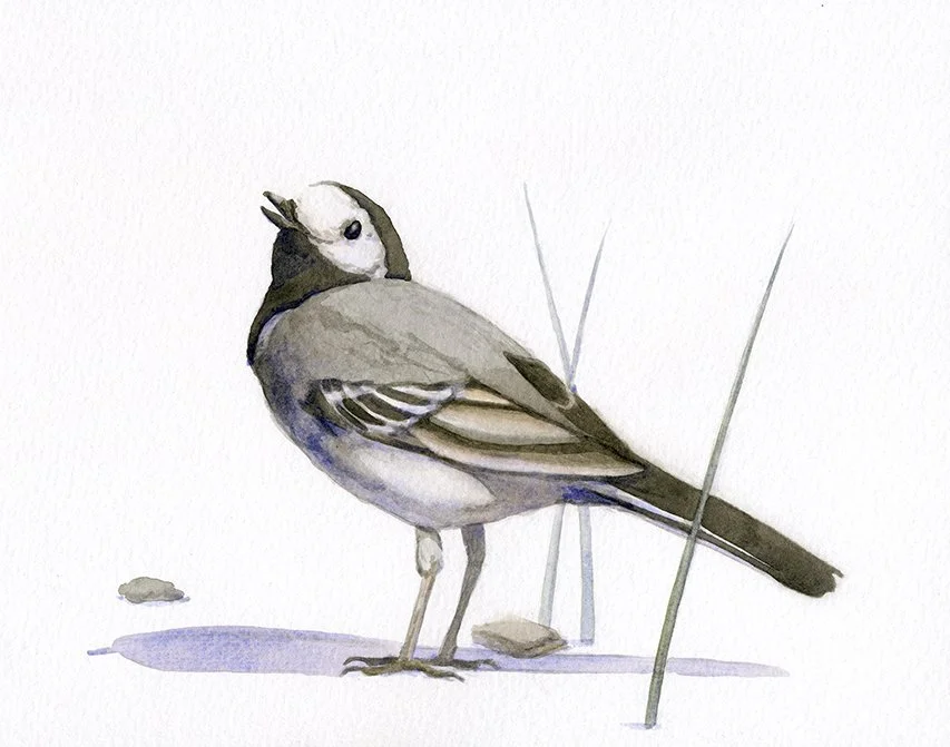 animals-wagtail.jpg