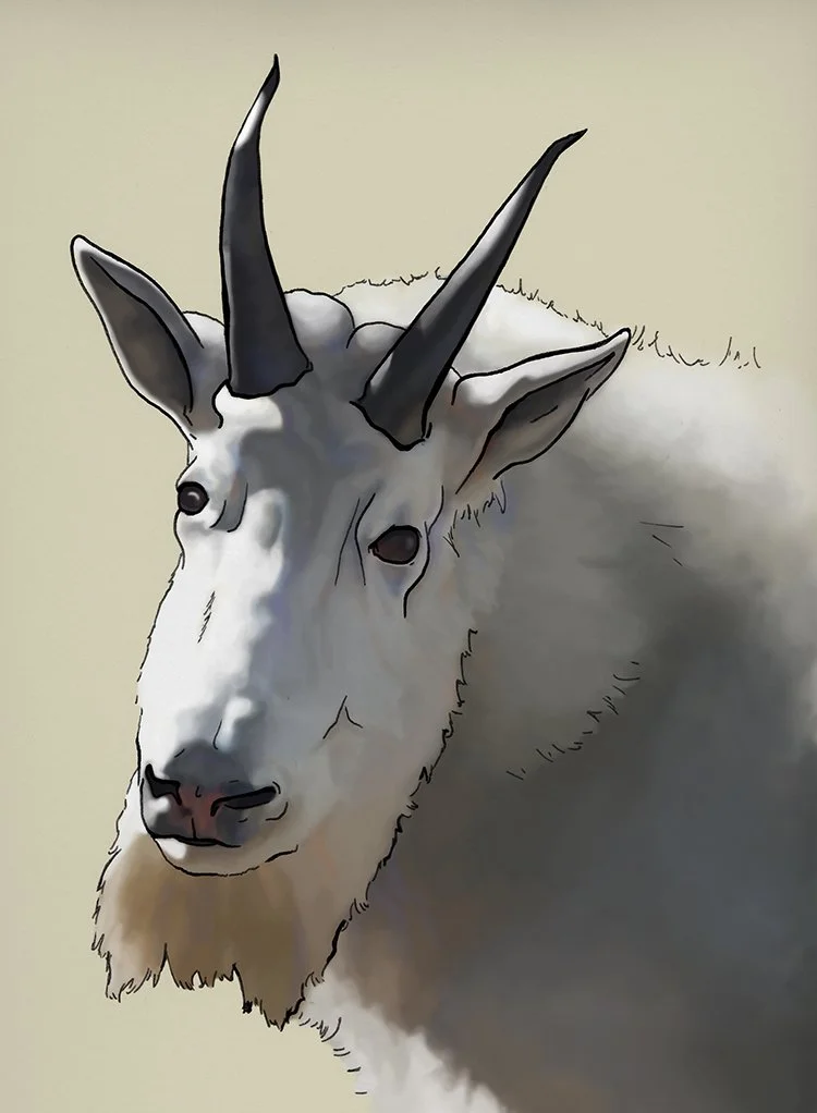 animals-goat.jpg