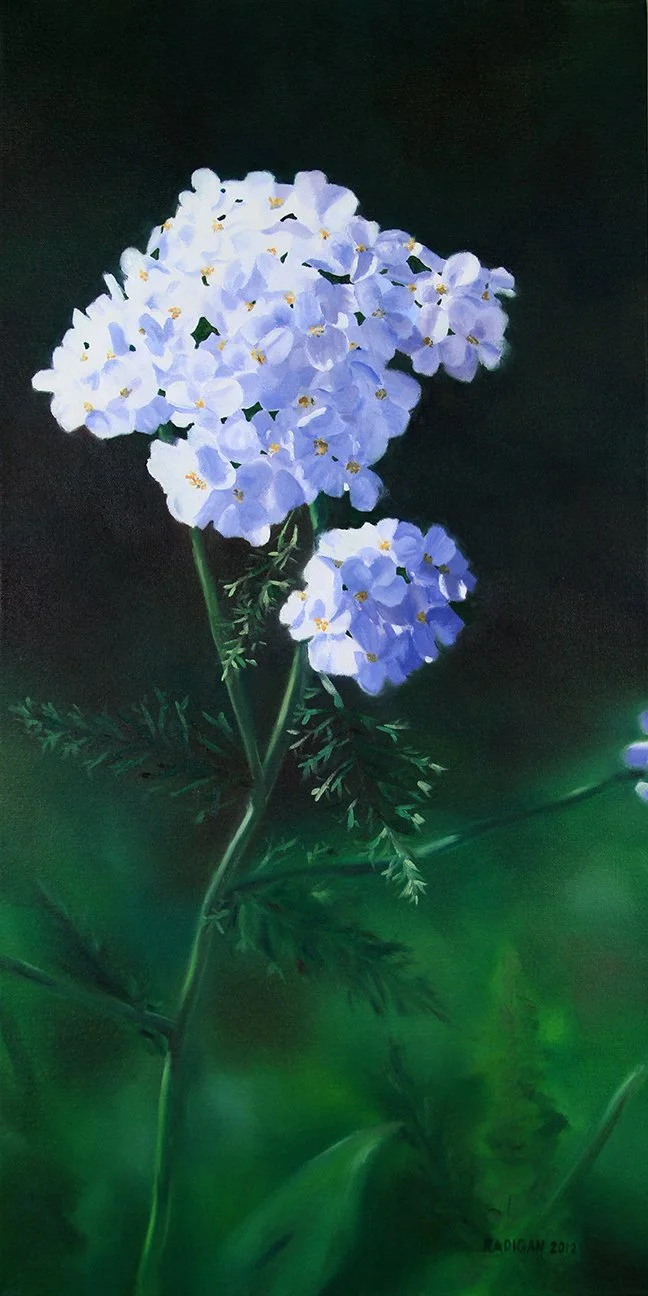 flowers-yarrow.jpg