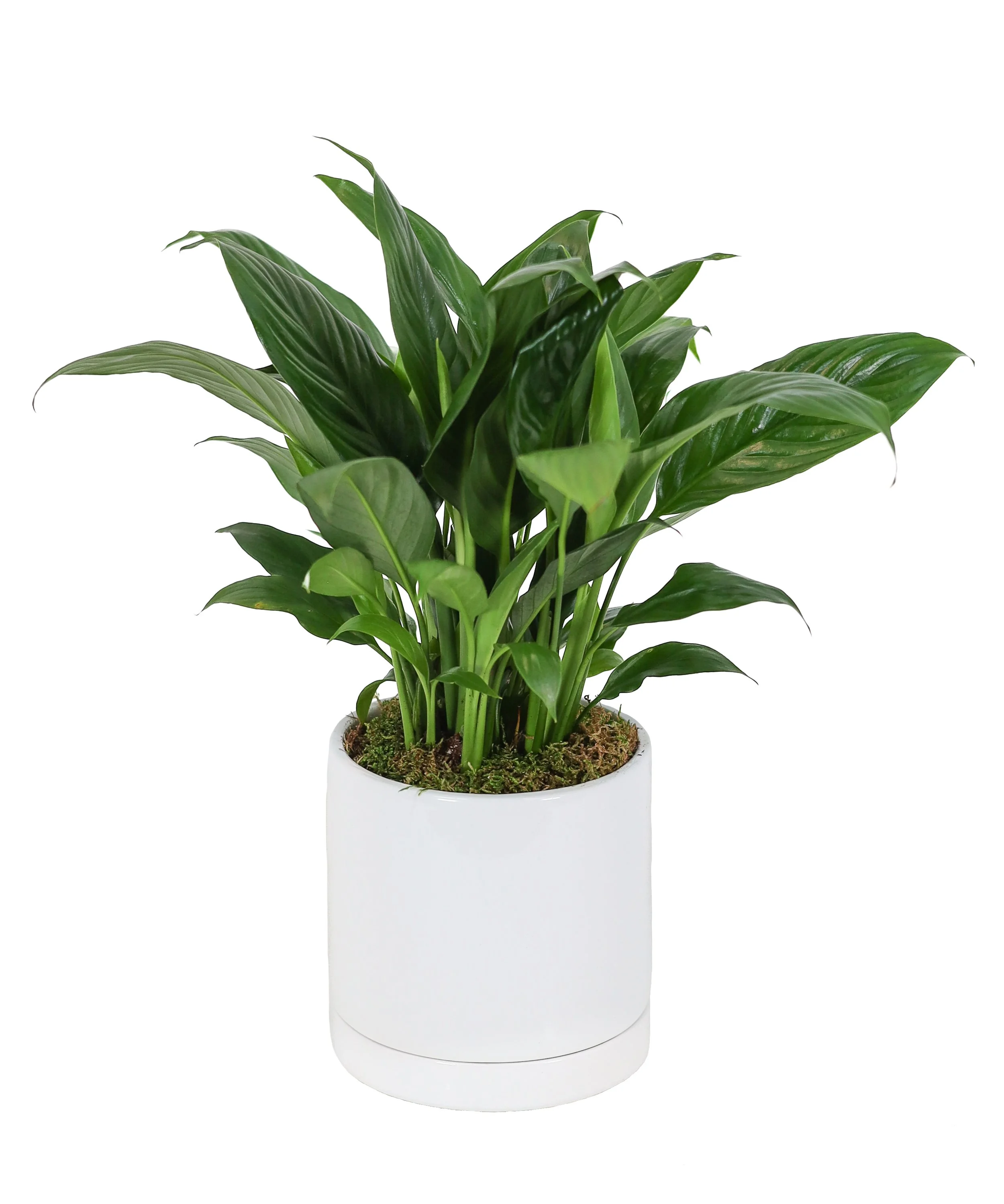 small plant eastern.jpg