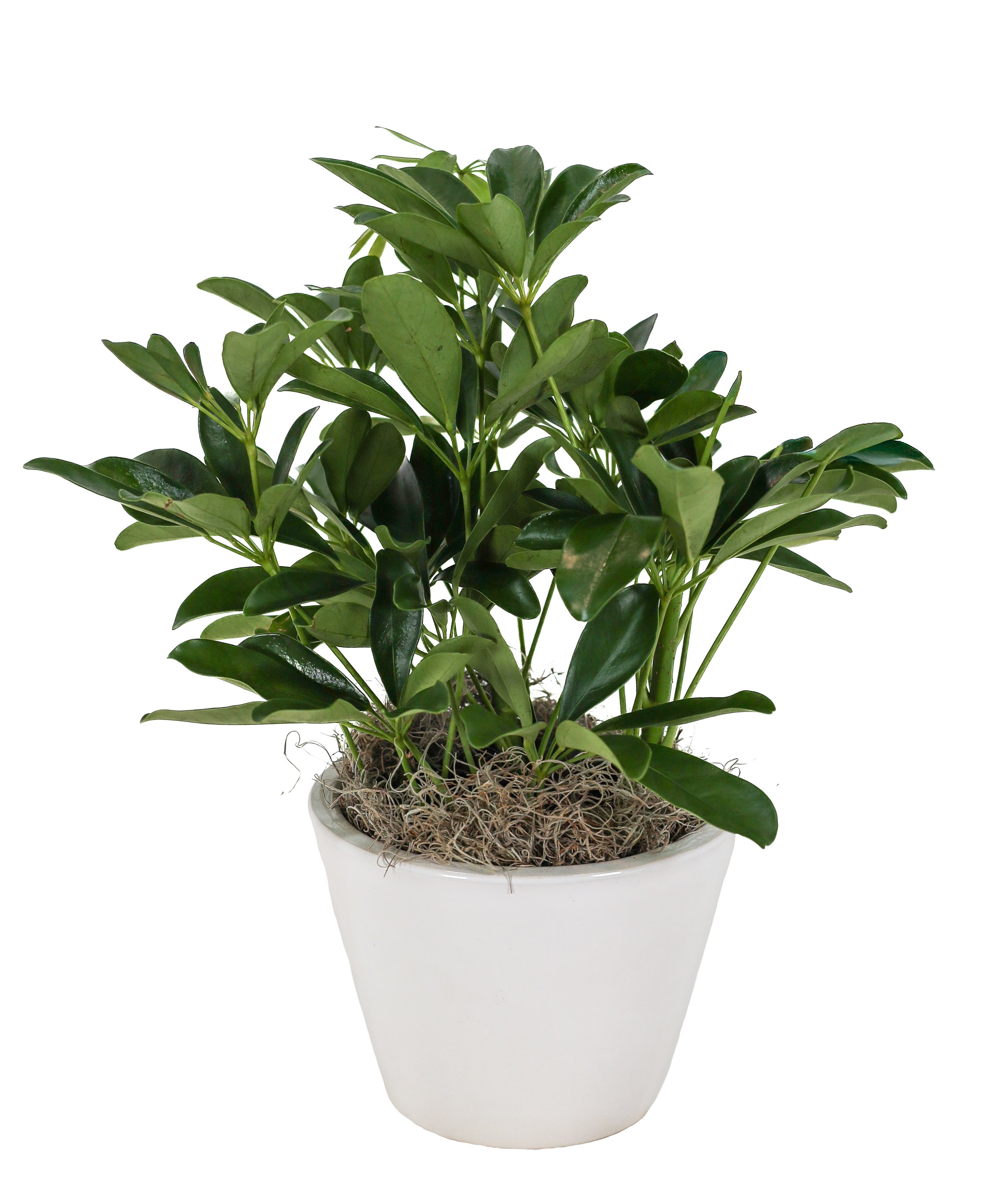 large plant eastern.jpg