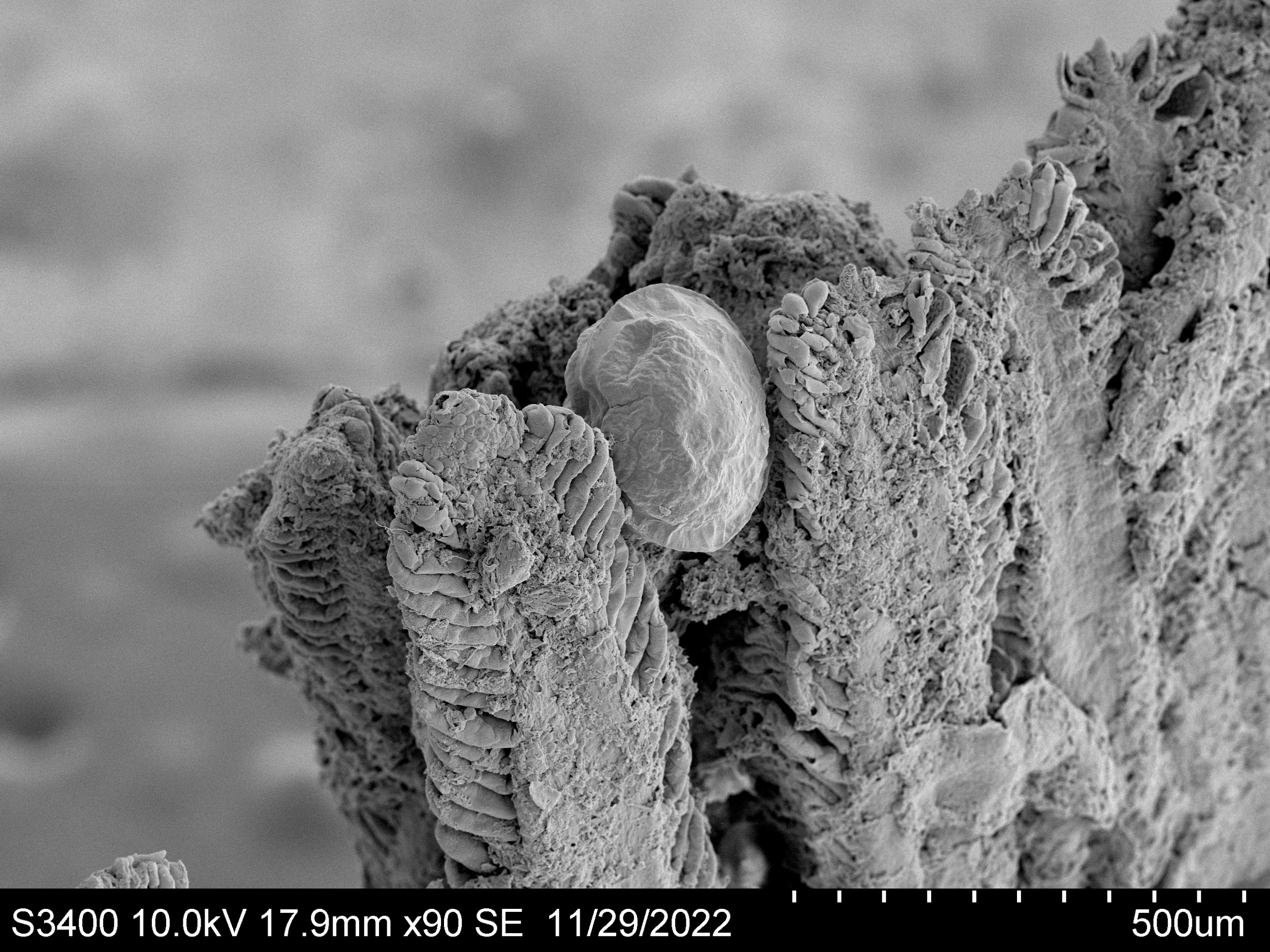 Mussel about to detach from gill 1.png
