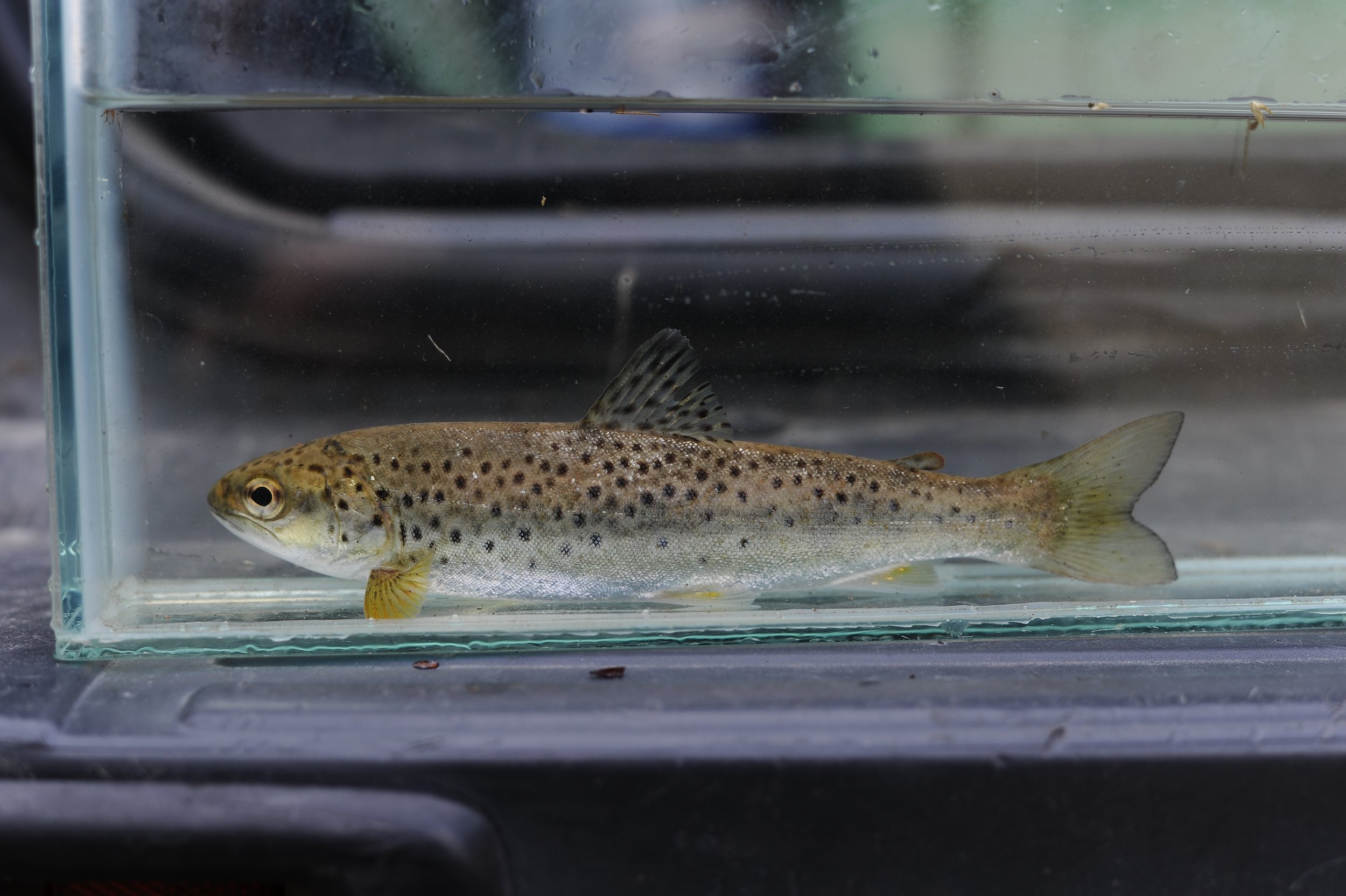 Höga tätheter av fisk                       efter åtgärder  i Virån