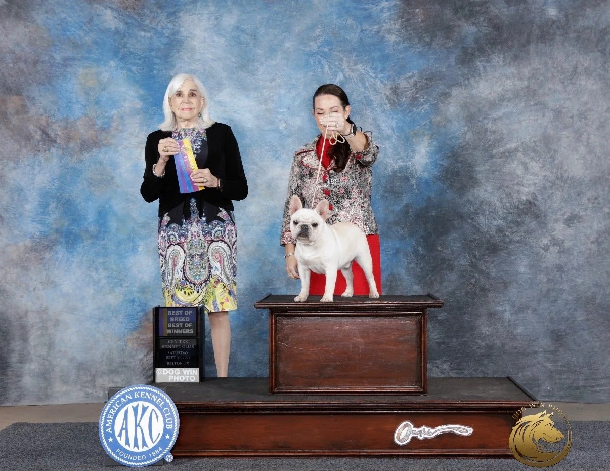 Weller male cream french bulldog near San Antonio TX at Dream workz frenchies