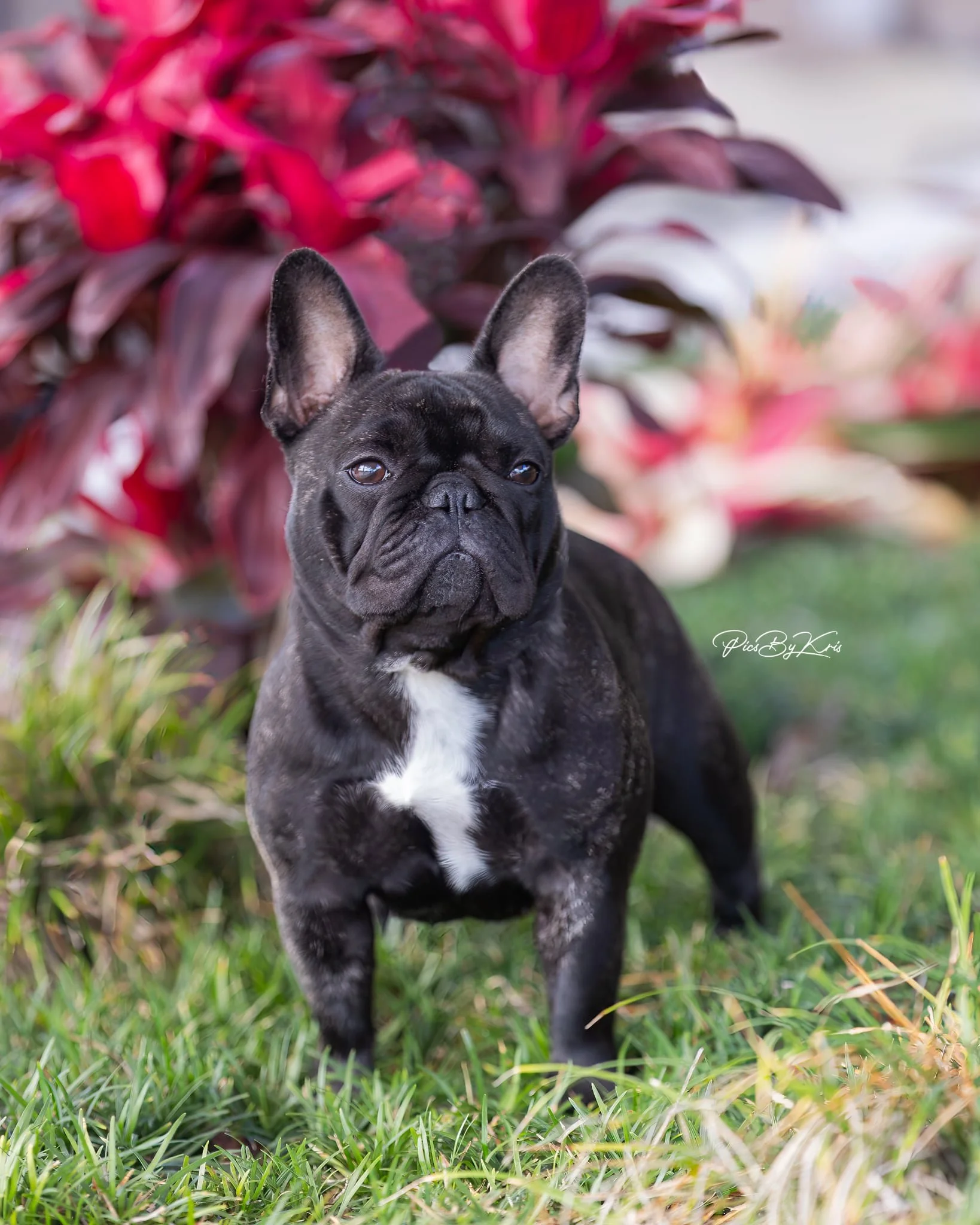 French Bulldog breeder from Dream Workz Frenchies near Houston.