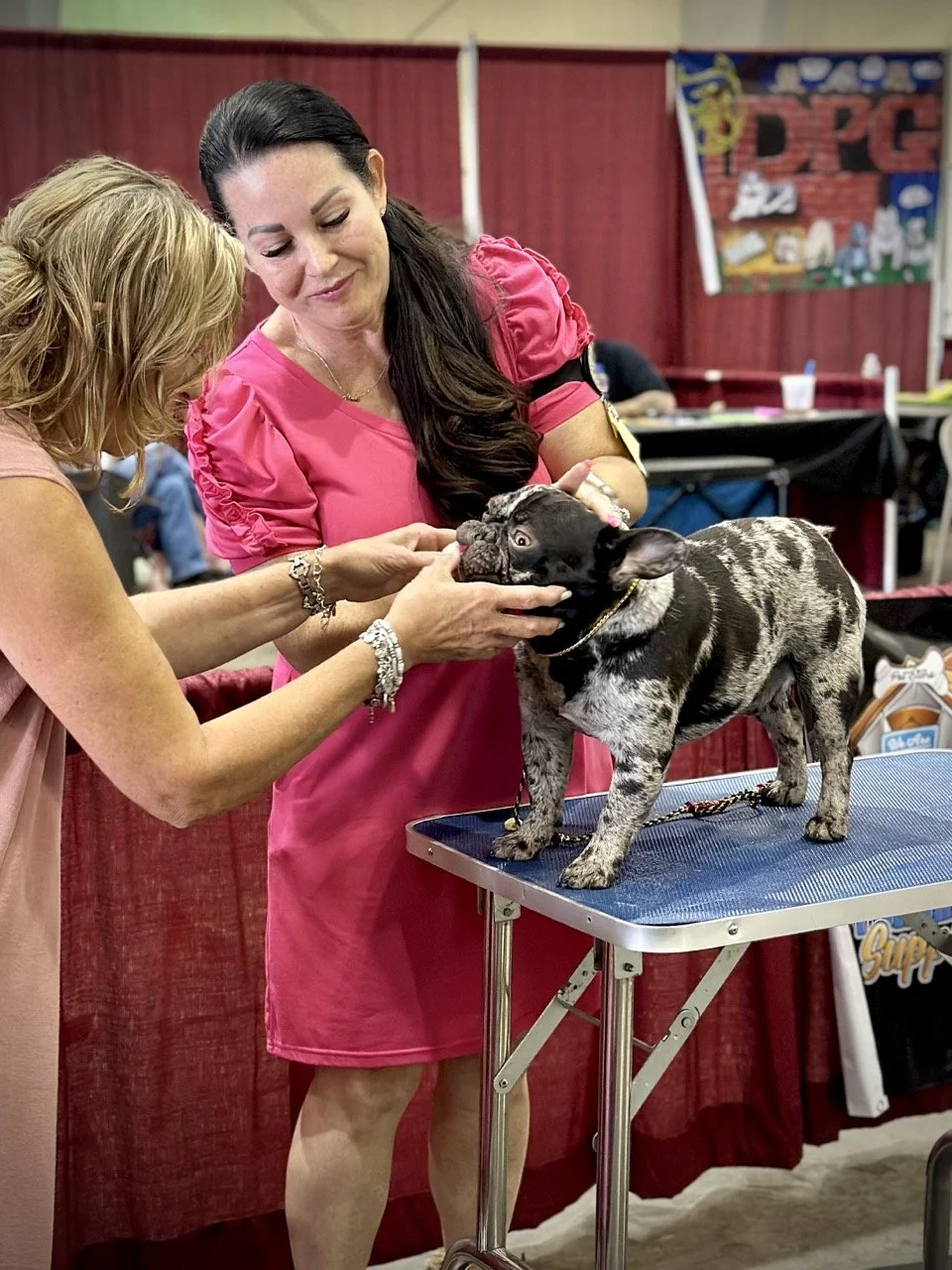 French Bulldog puppy bred by Dream Workz Frenchies Texas