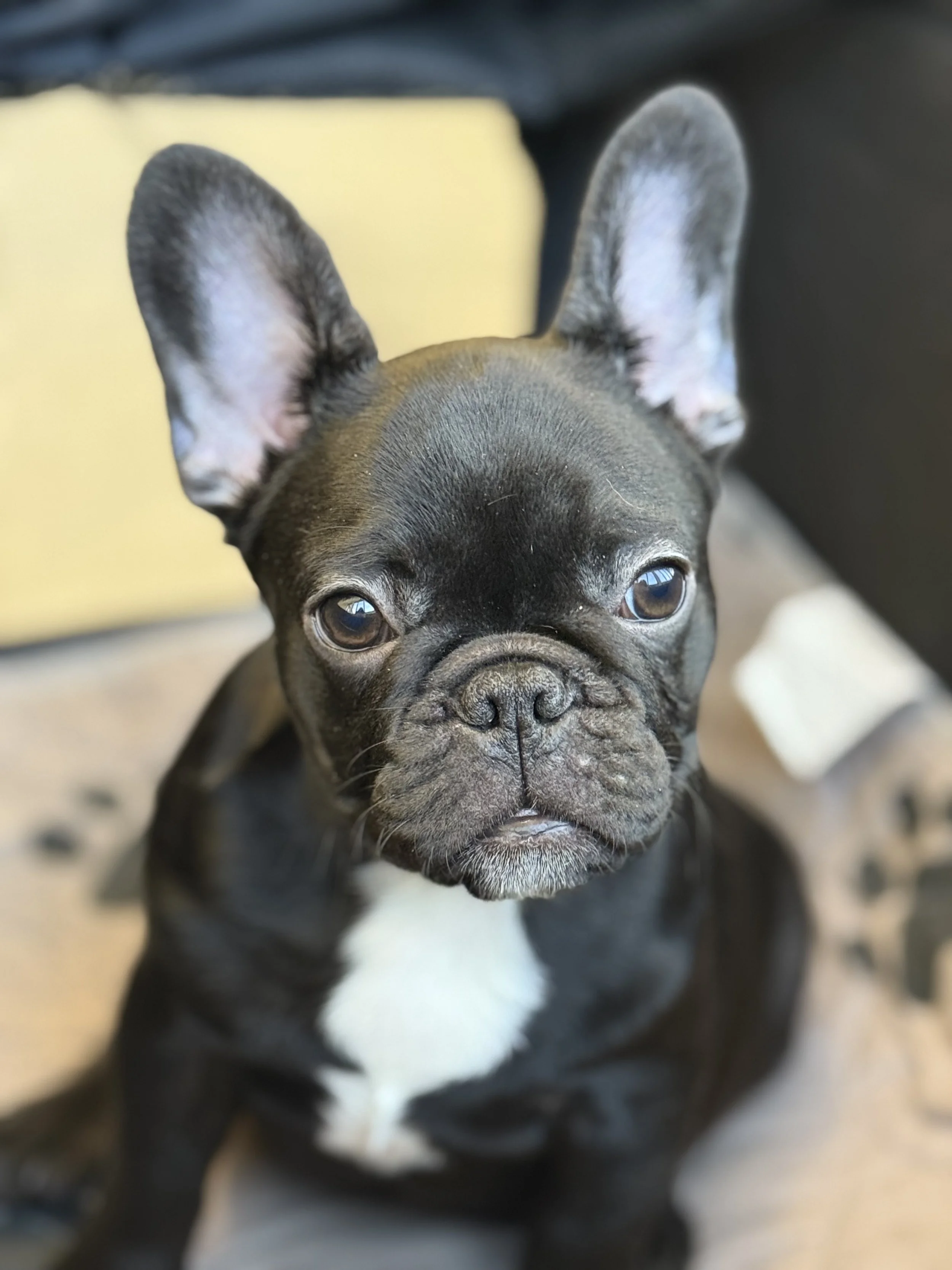French Bull Dogs in San Antonio, Texas | Dream Workz Frenchies