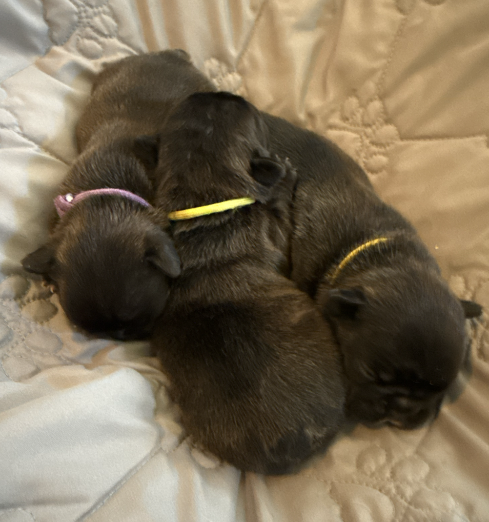 French Bulldog puppy from Dream Workz Frenchies near Austin.