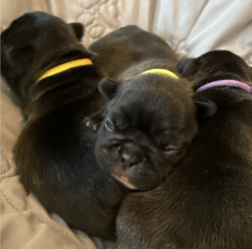 French Bulldog puppy from Dream Workz Frenchies near Houston.