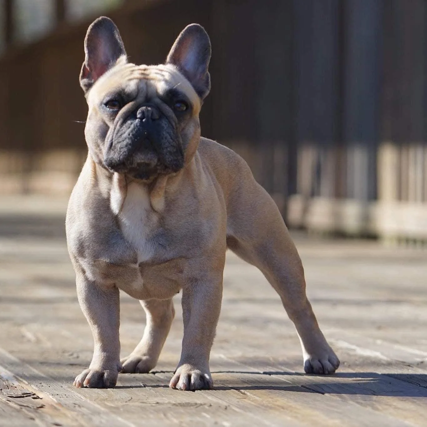 French Bulldog Health Standards: Why OFA Testing Should Be a Top Priority