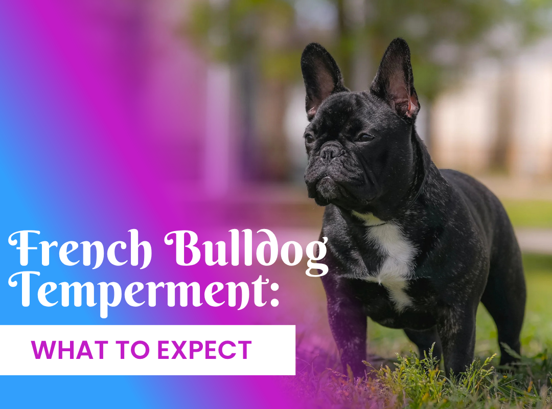 French Bulldog Temperament: What to Expect