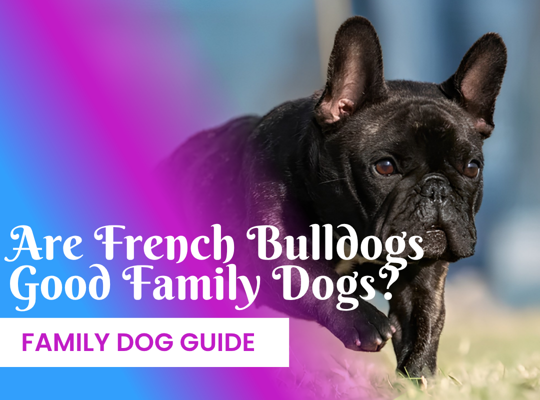 Are French Bulldogs Good Family Dogs?