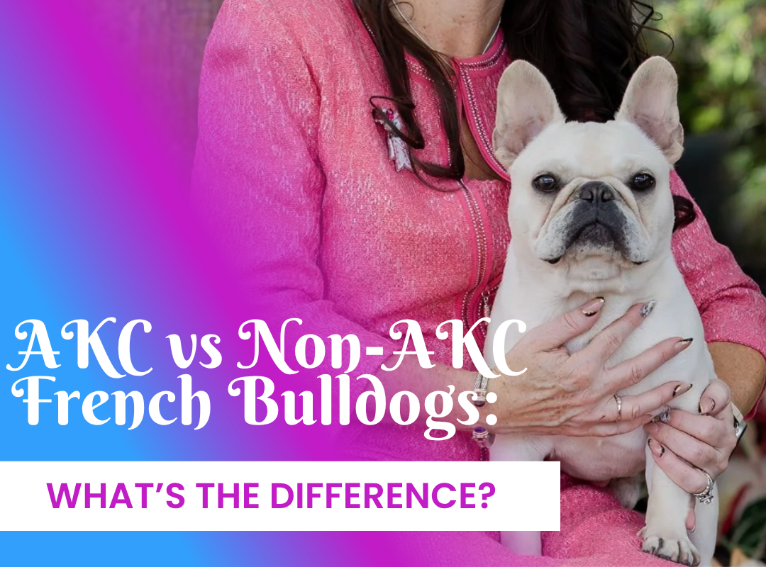 AKC vs Non-AKC French Bulldogs: What's the Difference?