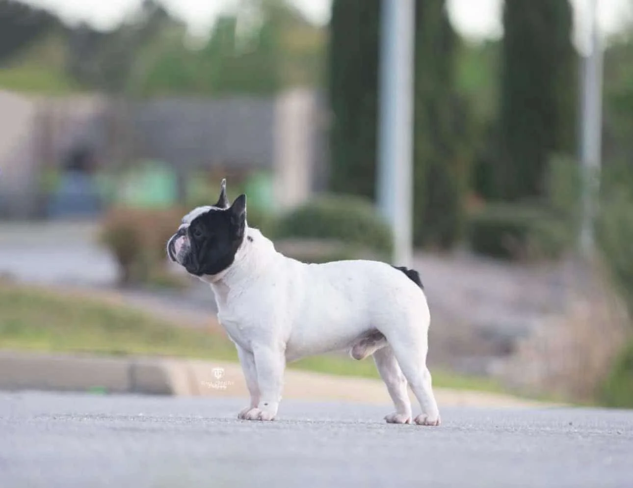 Frenchies in San Antonio, TX