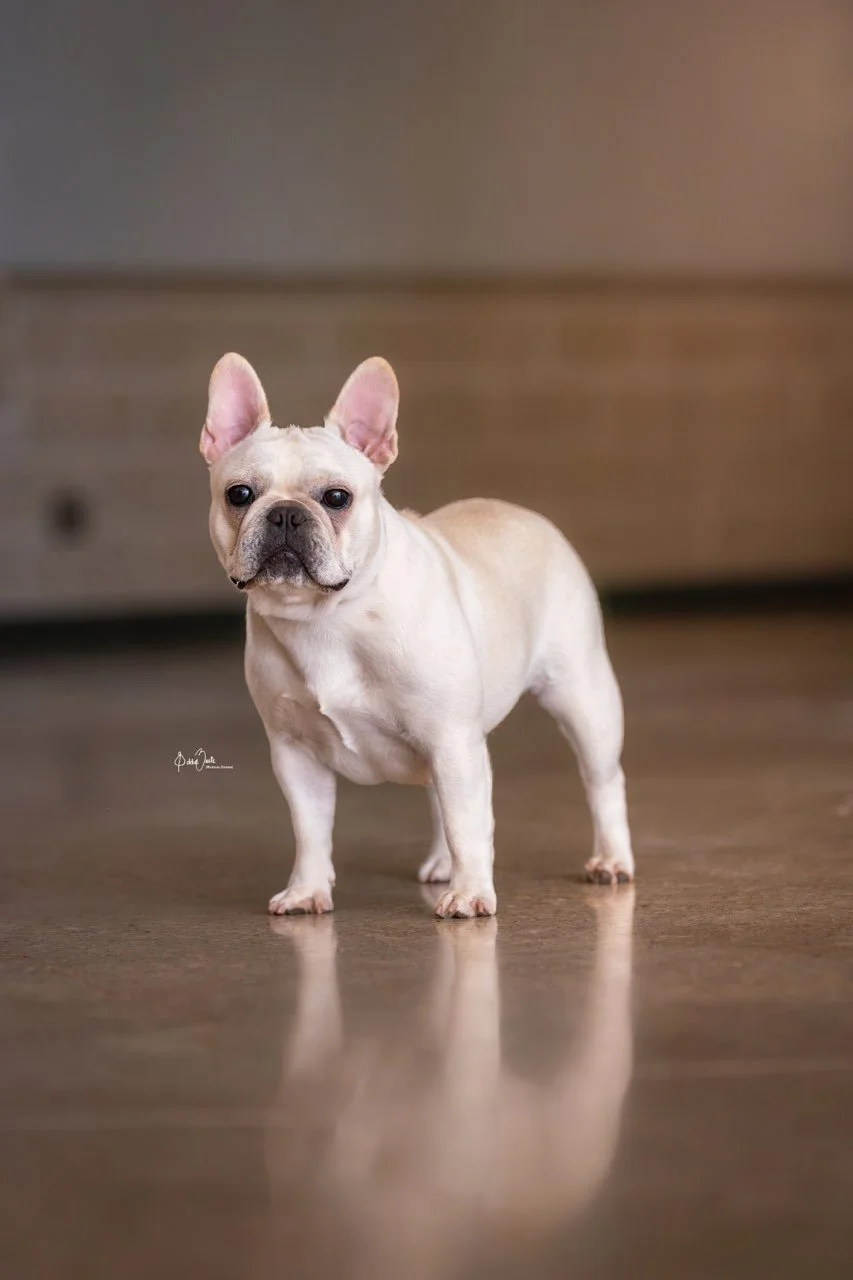 French Bulldog health and wellness at Dream Workz Frenchies in San Antonio, Texas