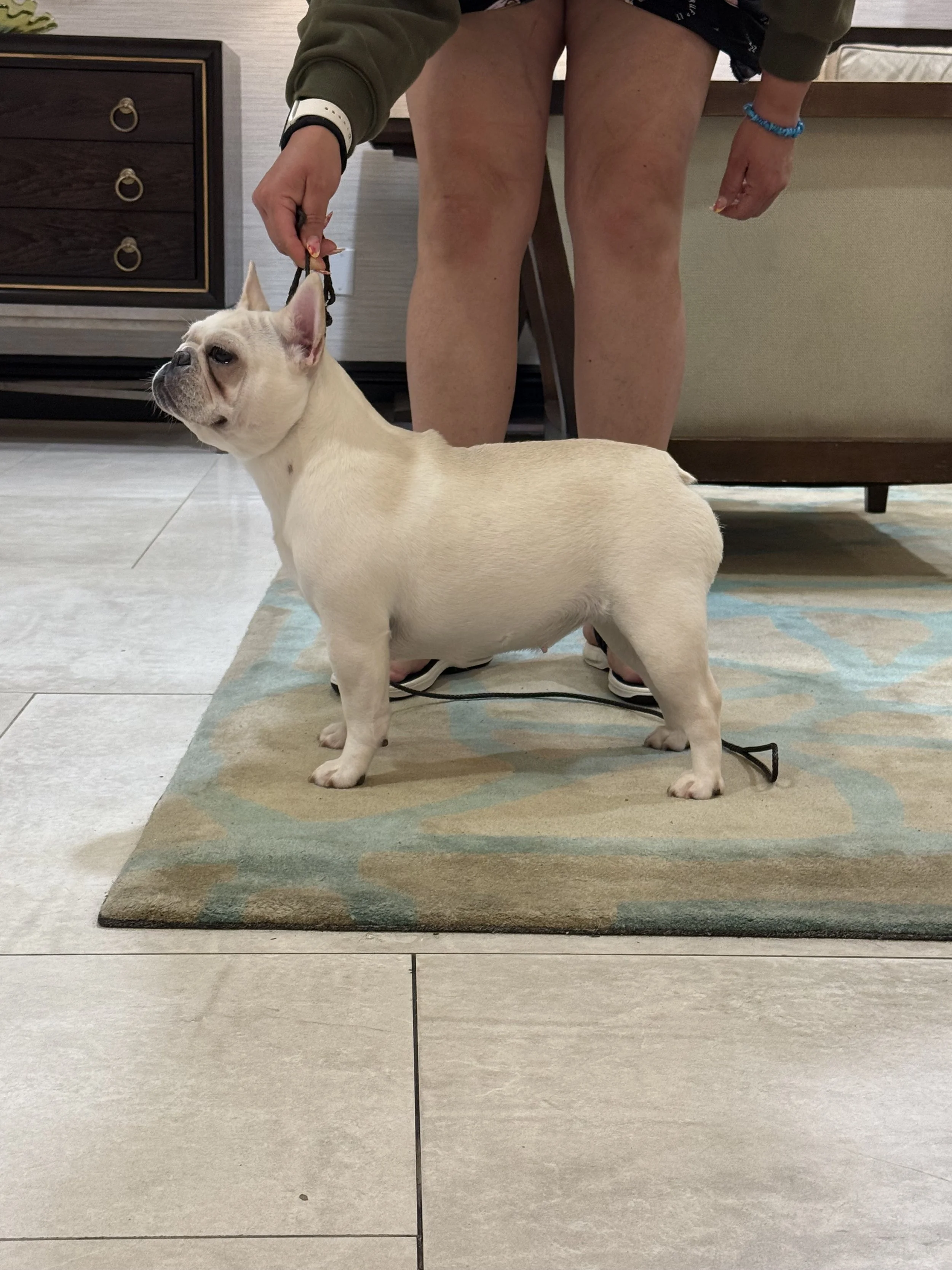 Lady Magdalena Cream Frenchie CJBK & Dreamworkz Frenchies in San Antonio Texas Area