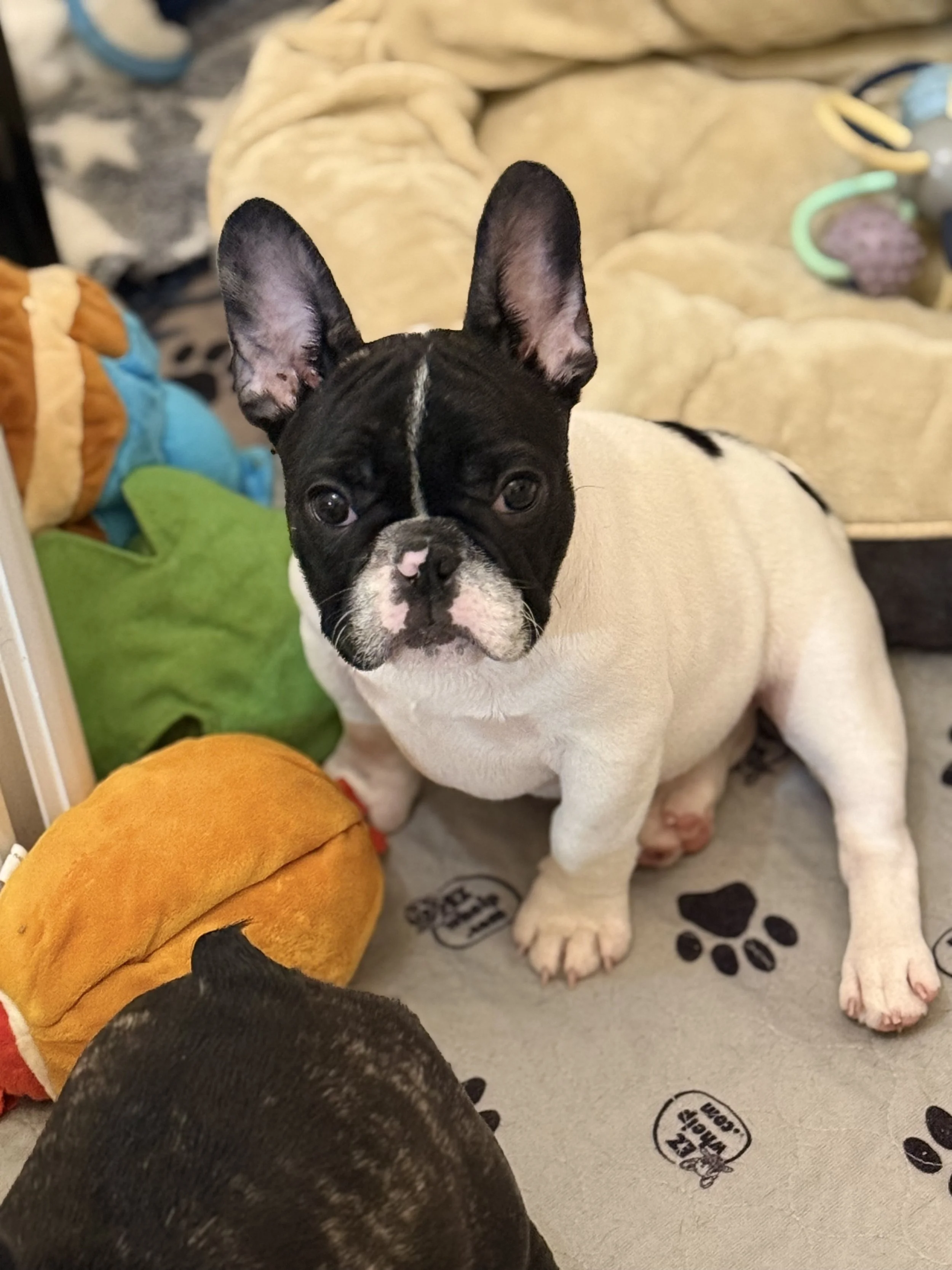 French Bull Dogs in San Antonio, Texas | Dream Workz Frenchies