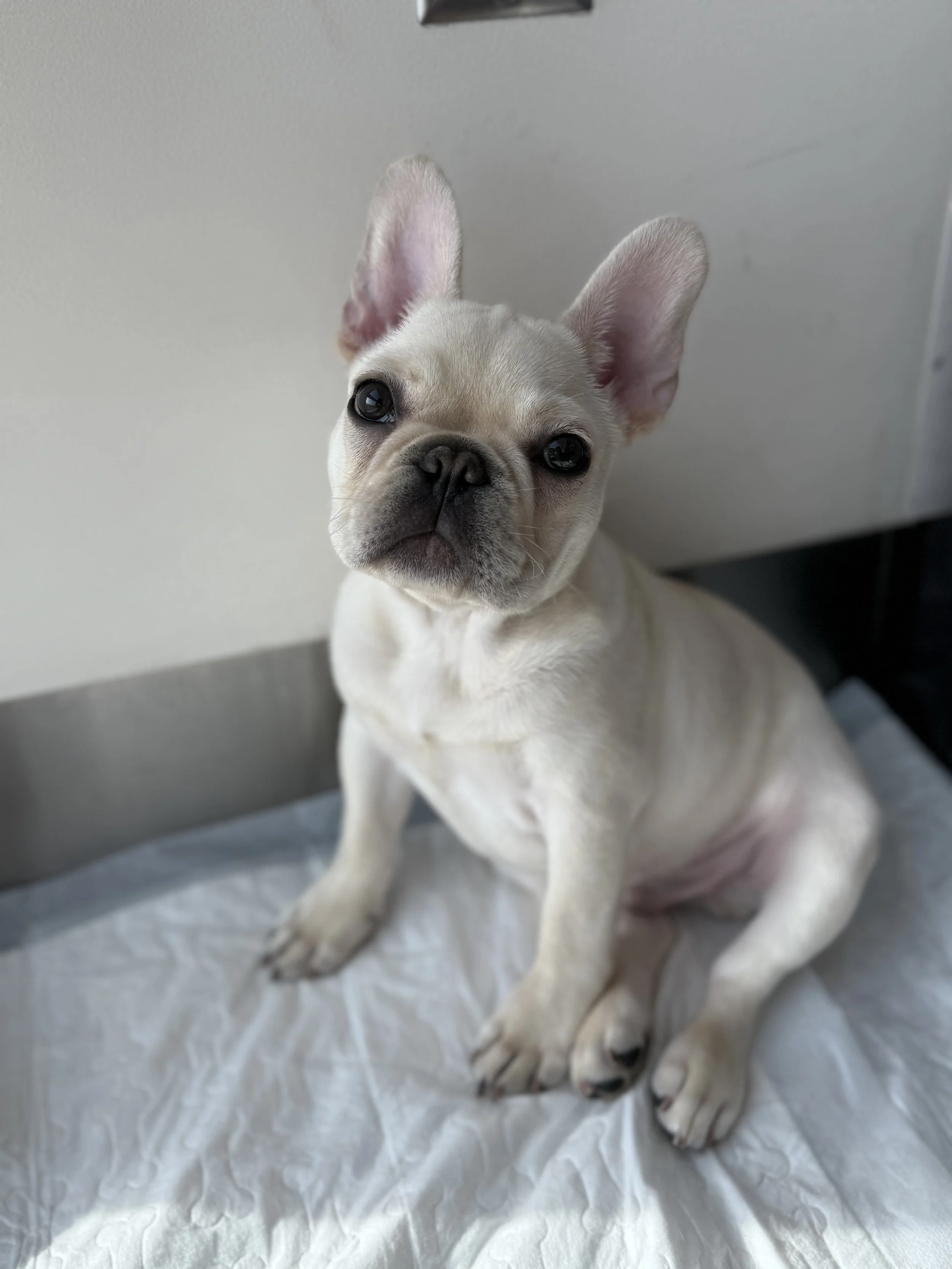 Weller male cream french bulldog near San Antonio TX at Dream workz frenchies