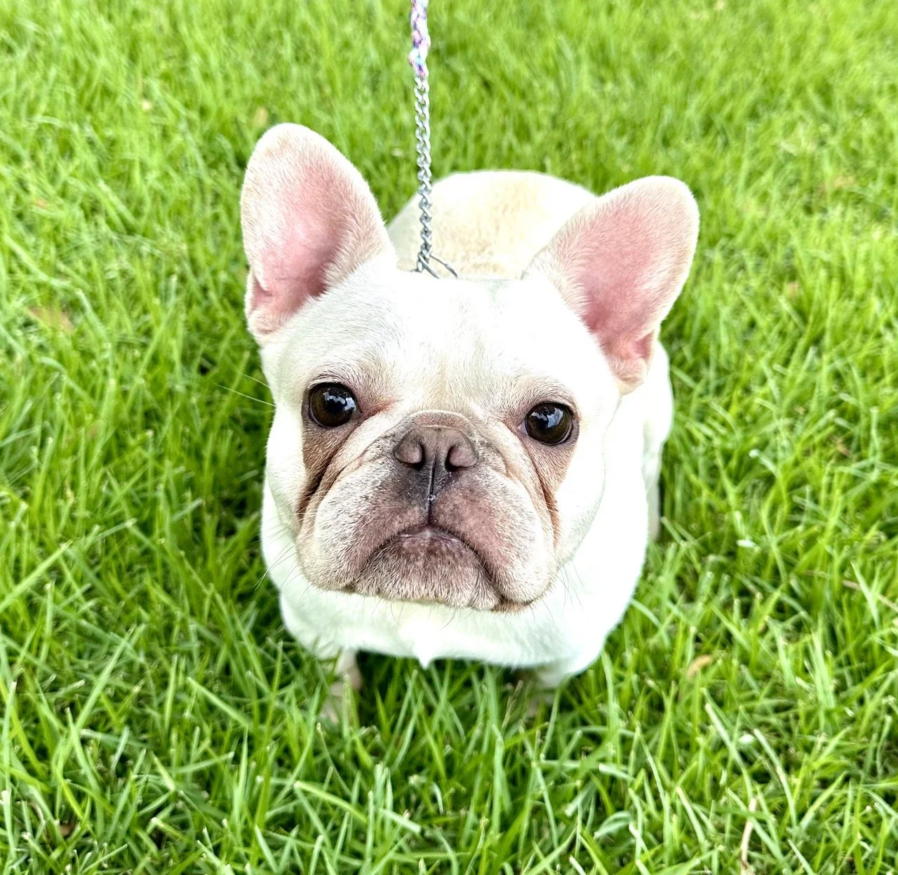 French bulldogs for sale in cibolo Texas