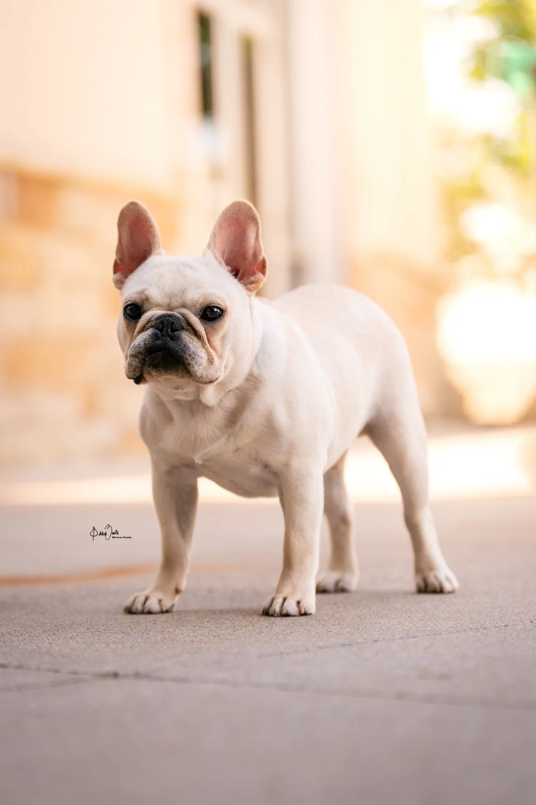 Healthy Frenchie puppy from a breeder serving Schertz, Texas