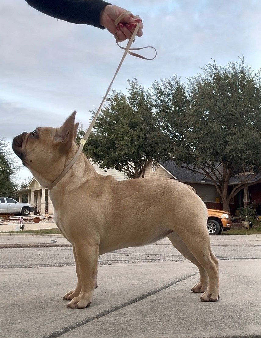 Dream works french bulldog for sale San Antonio Austin Dallas Texas