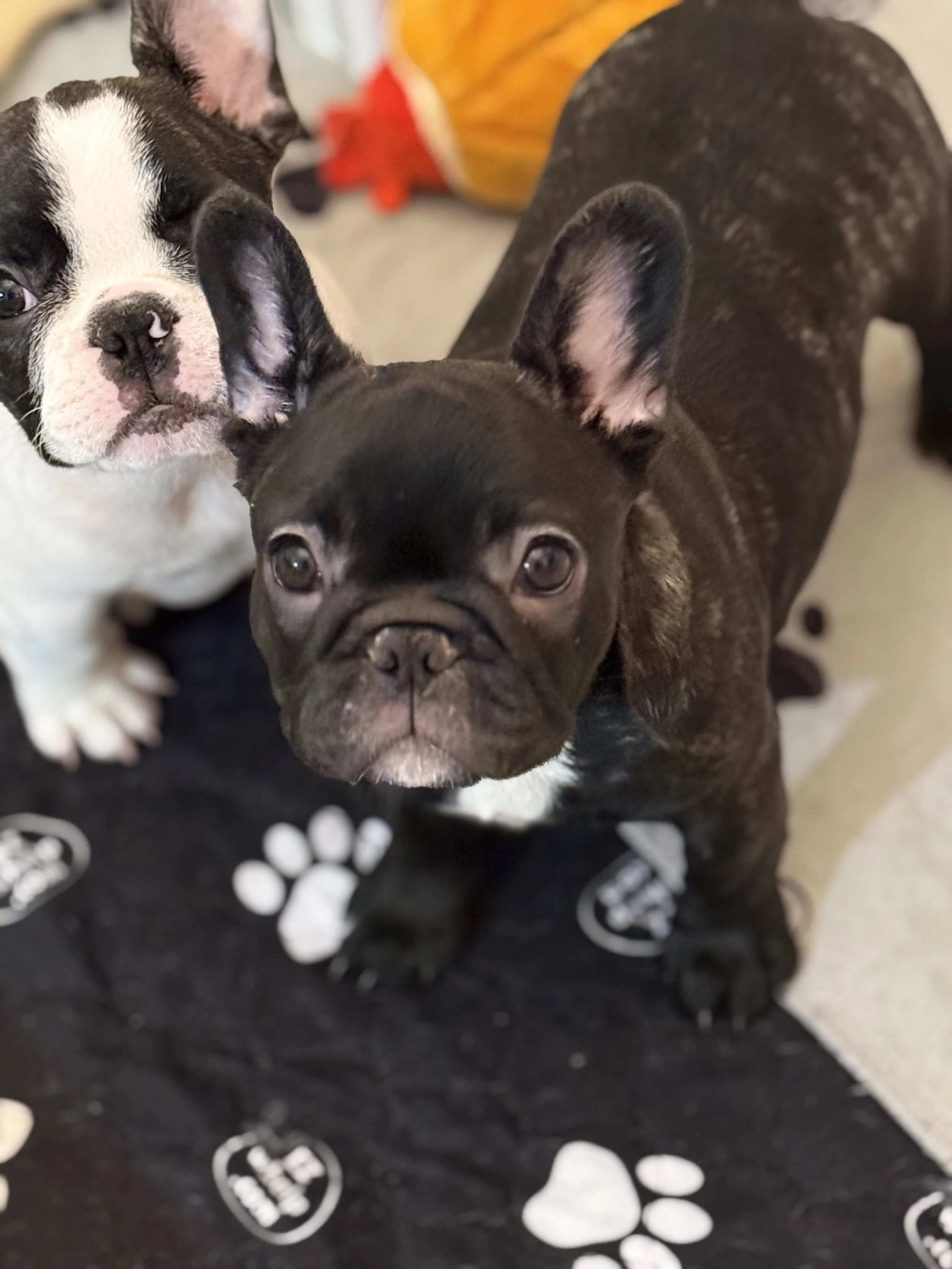 French Bull Dogs in San Antonio, Texas | Dream Workz Frenchies