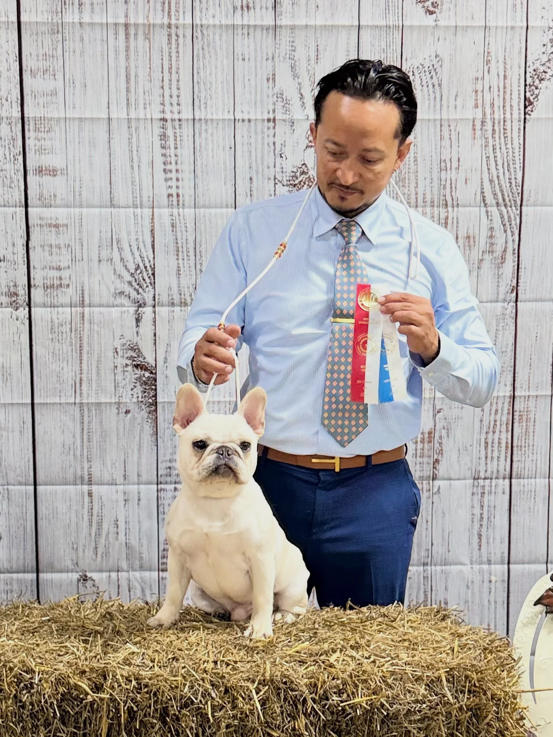 Weller male cream french bulldog near San Antonio TX at Dream workz frenchies