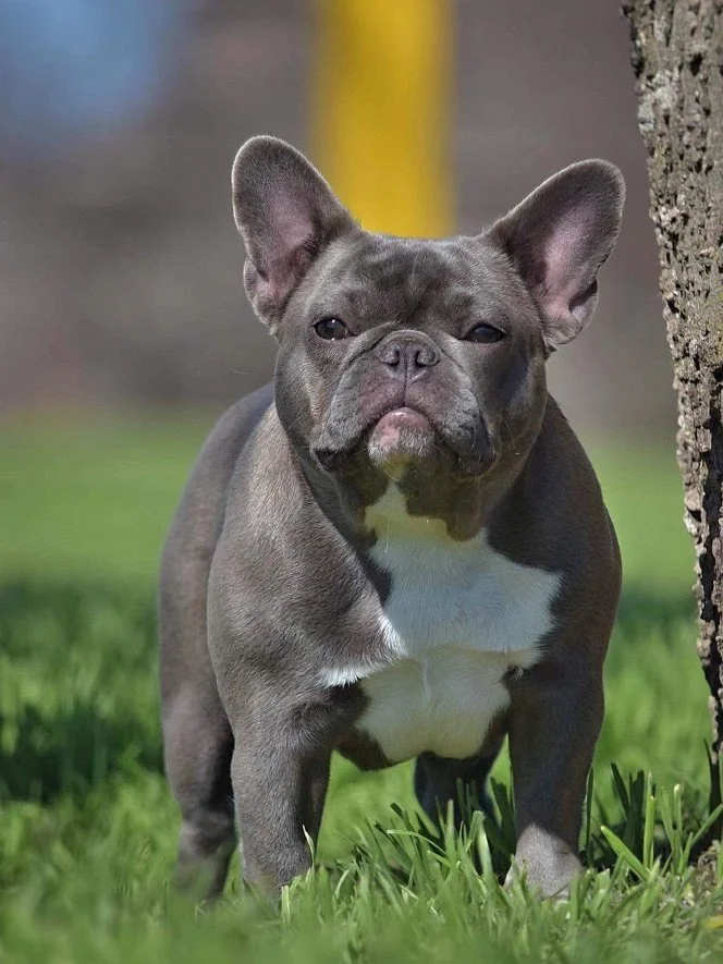 French Bulldogs rehoming in San Antonio.jpeg