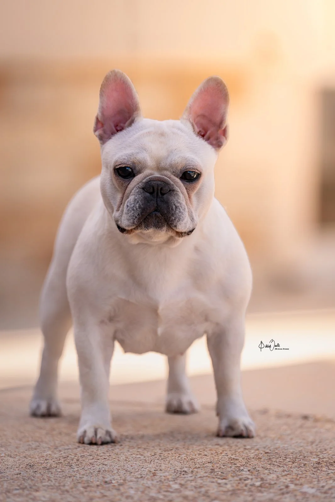 French Bulldog puppy from Dream Workz Frenchies near San Antonio.