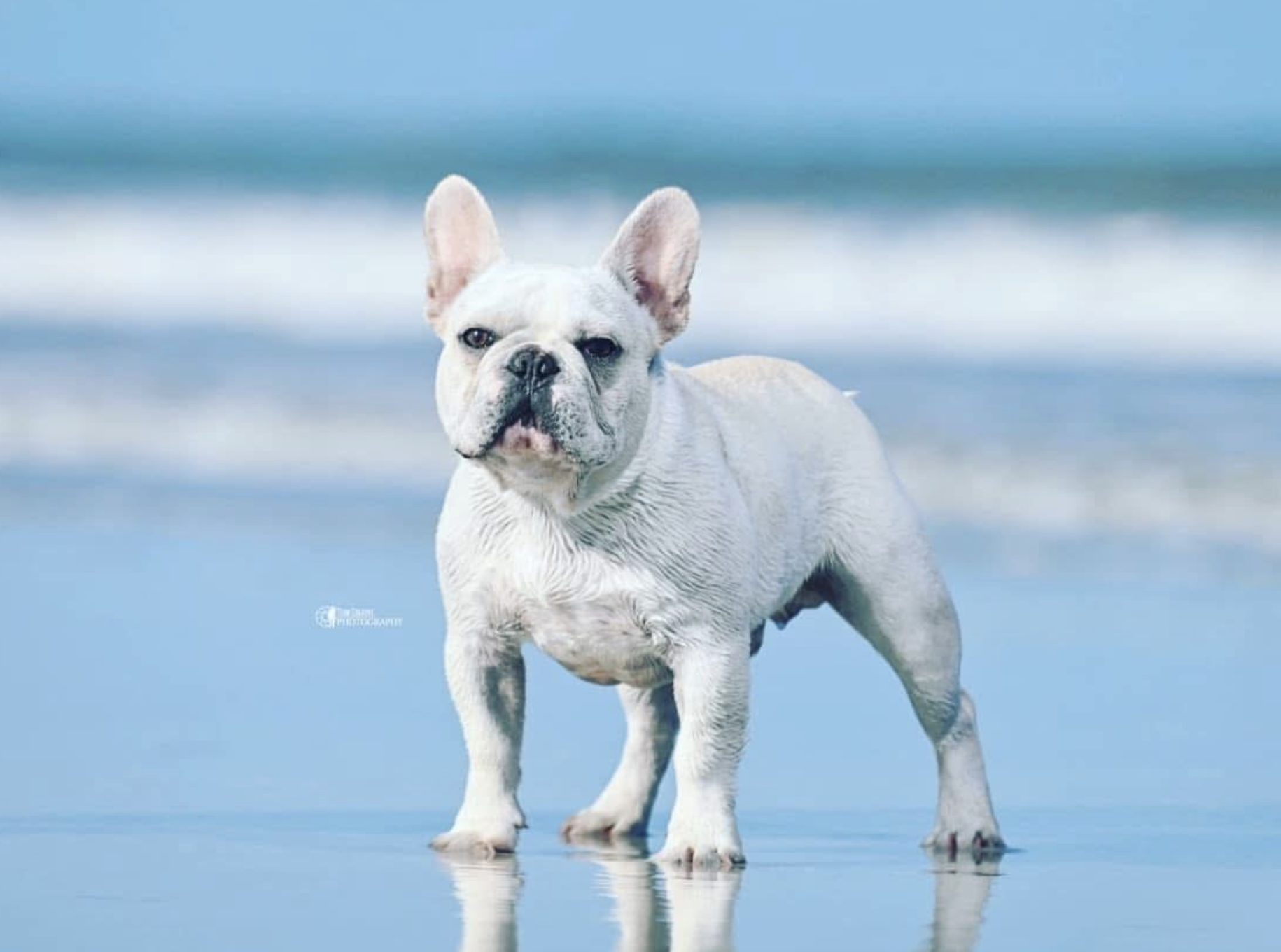 French Bulldogs in San Antonio, TX