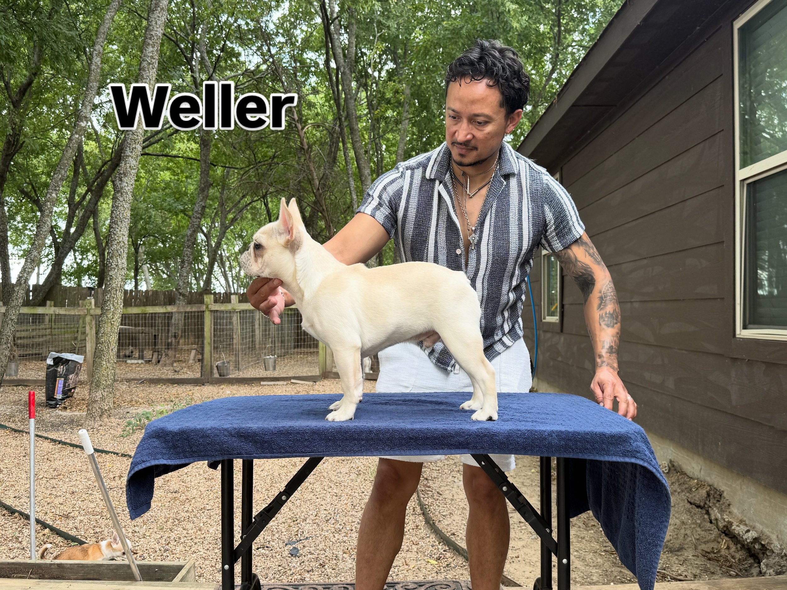Weller male cream french bulldog near San Antonio TX at Dream workz frenchies