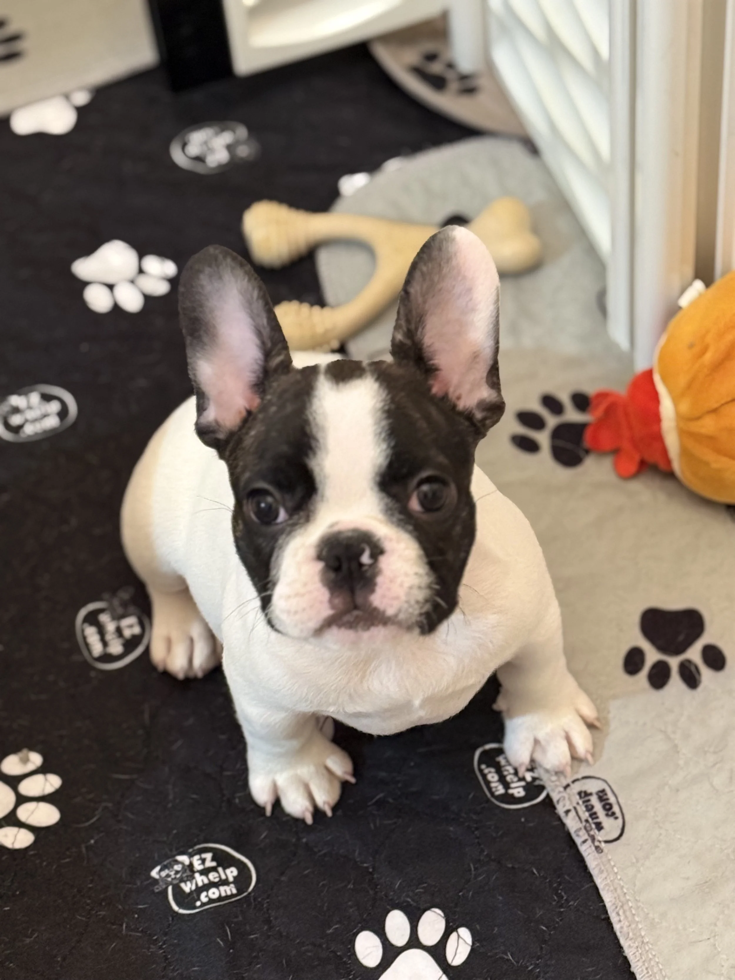 French Bull Dogs in San Antonio, Texas | Dream Workz Frenchies