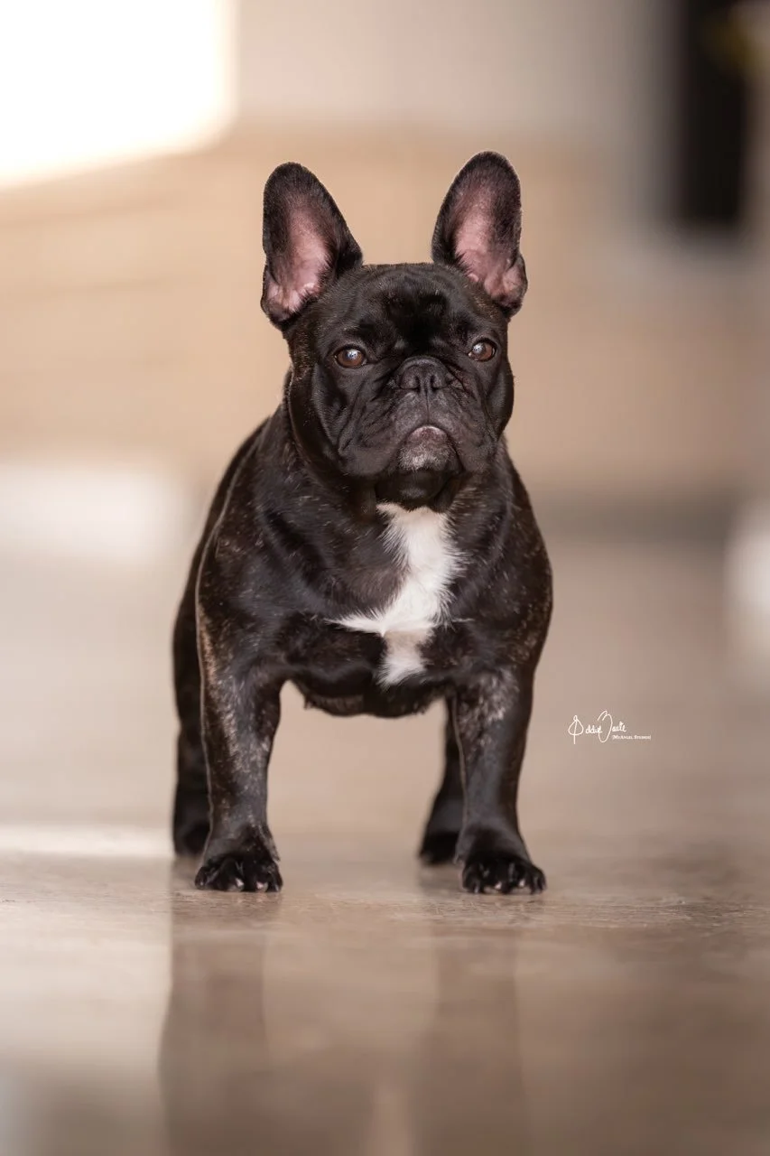 French Bull Dogs in San Antonio, Texas | Dream Workz Frenchies