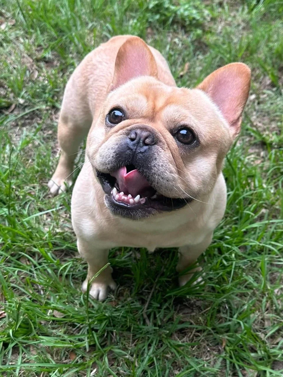 San Antonio French Bulldog breeder Dream Workz Frenchies with family-ready puppies