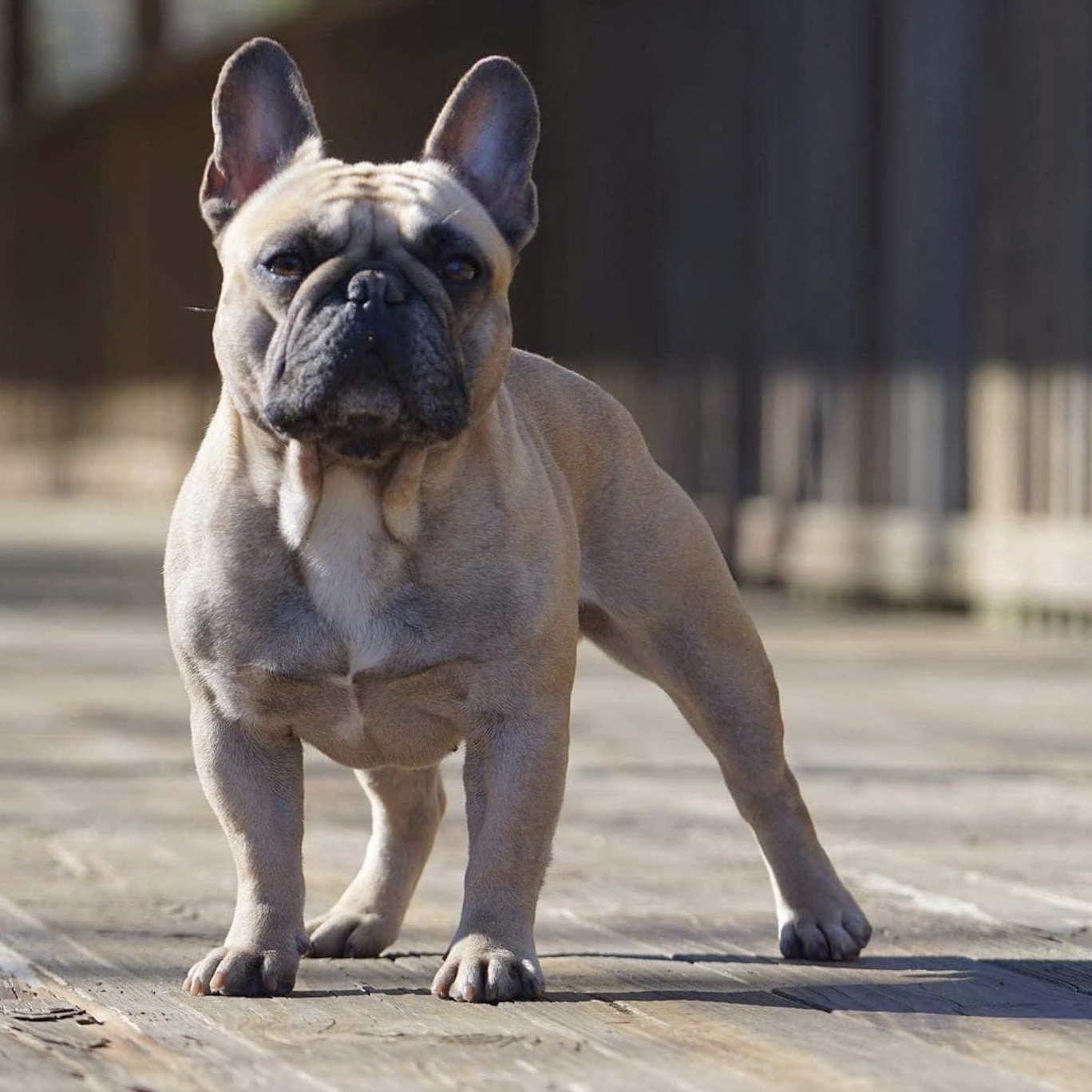 French Bulldogs in San Antonio, Texas