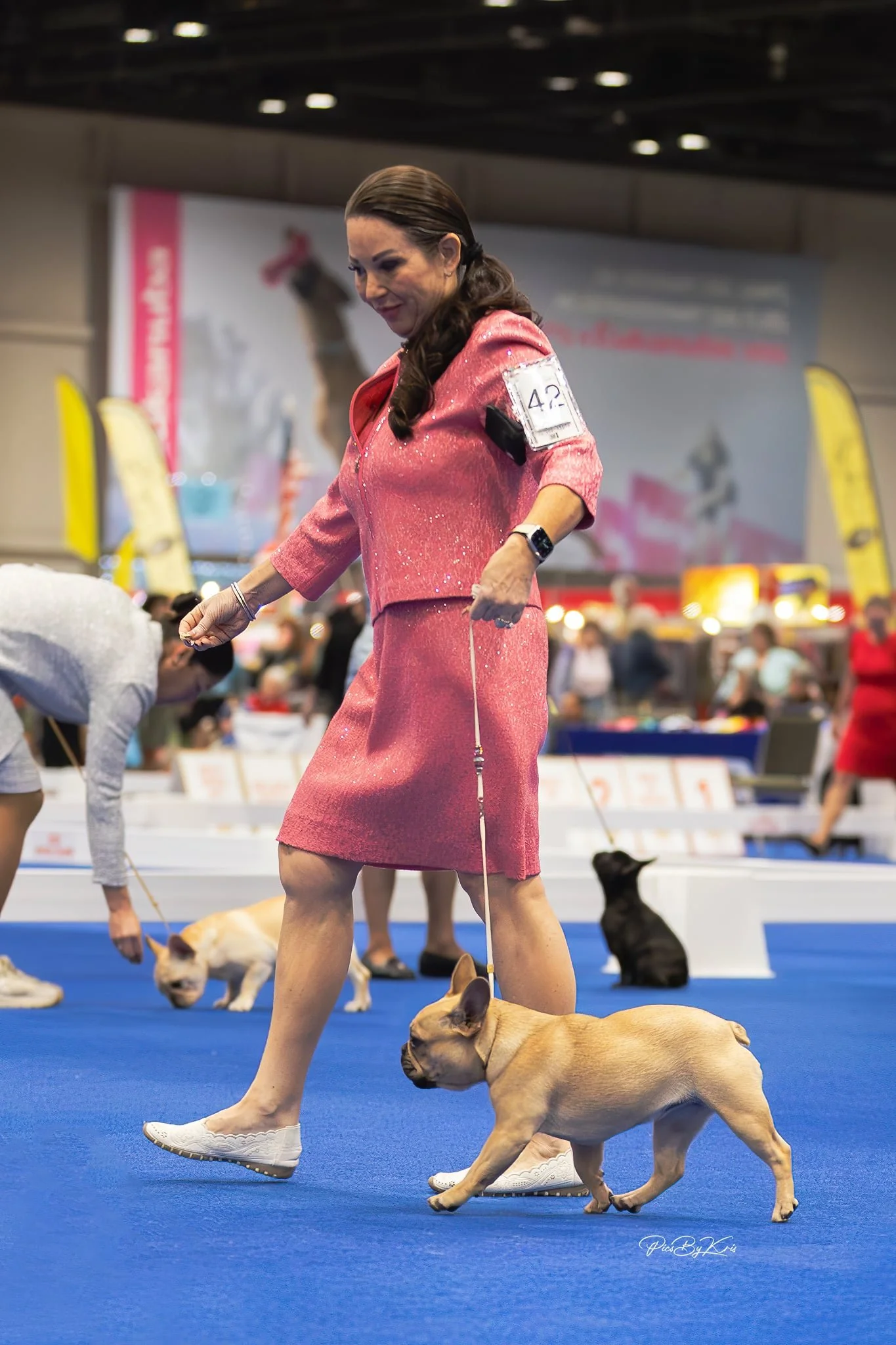 AKC French Bulldog puppy from Dream Workz Frenchies