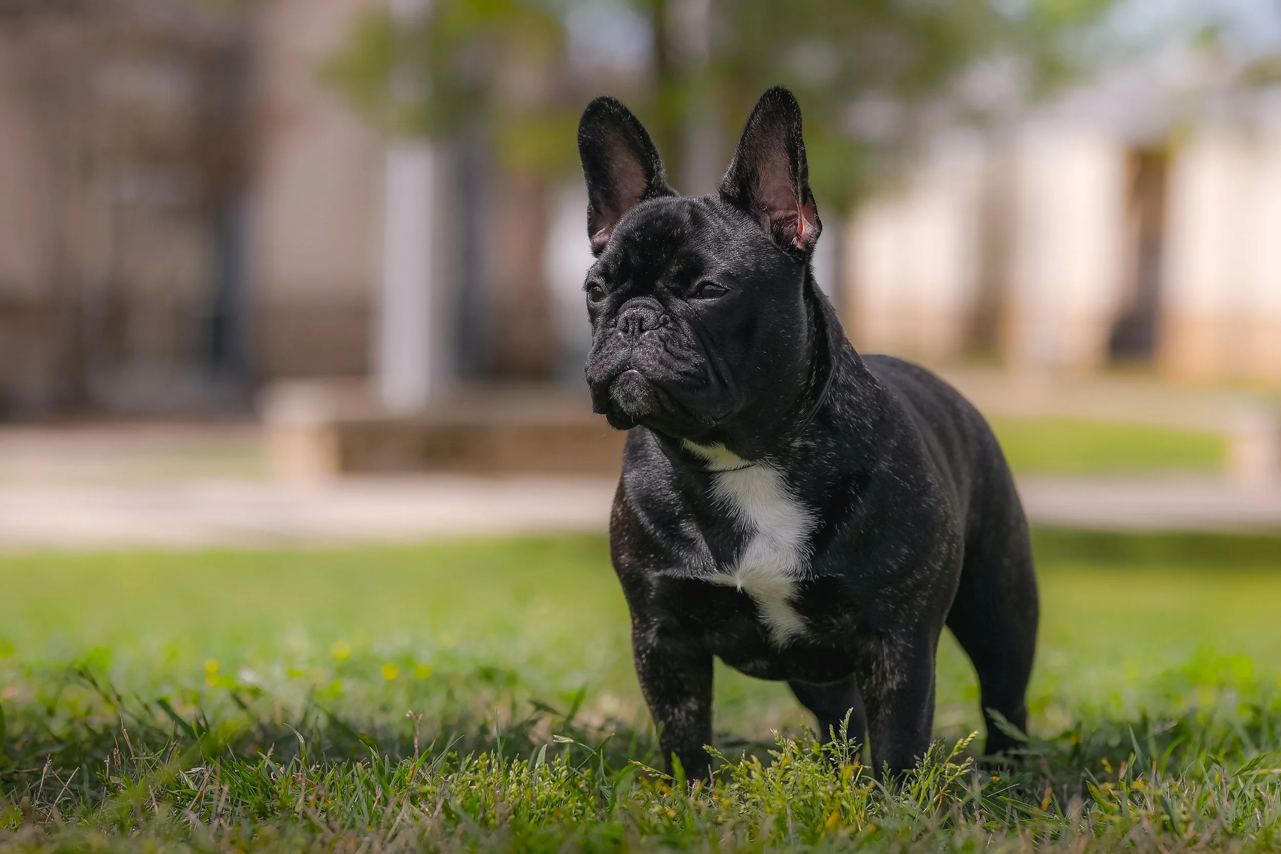 French Bulldog Temperament: What to Expect
