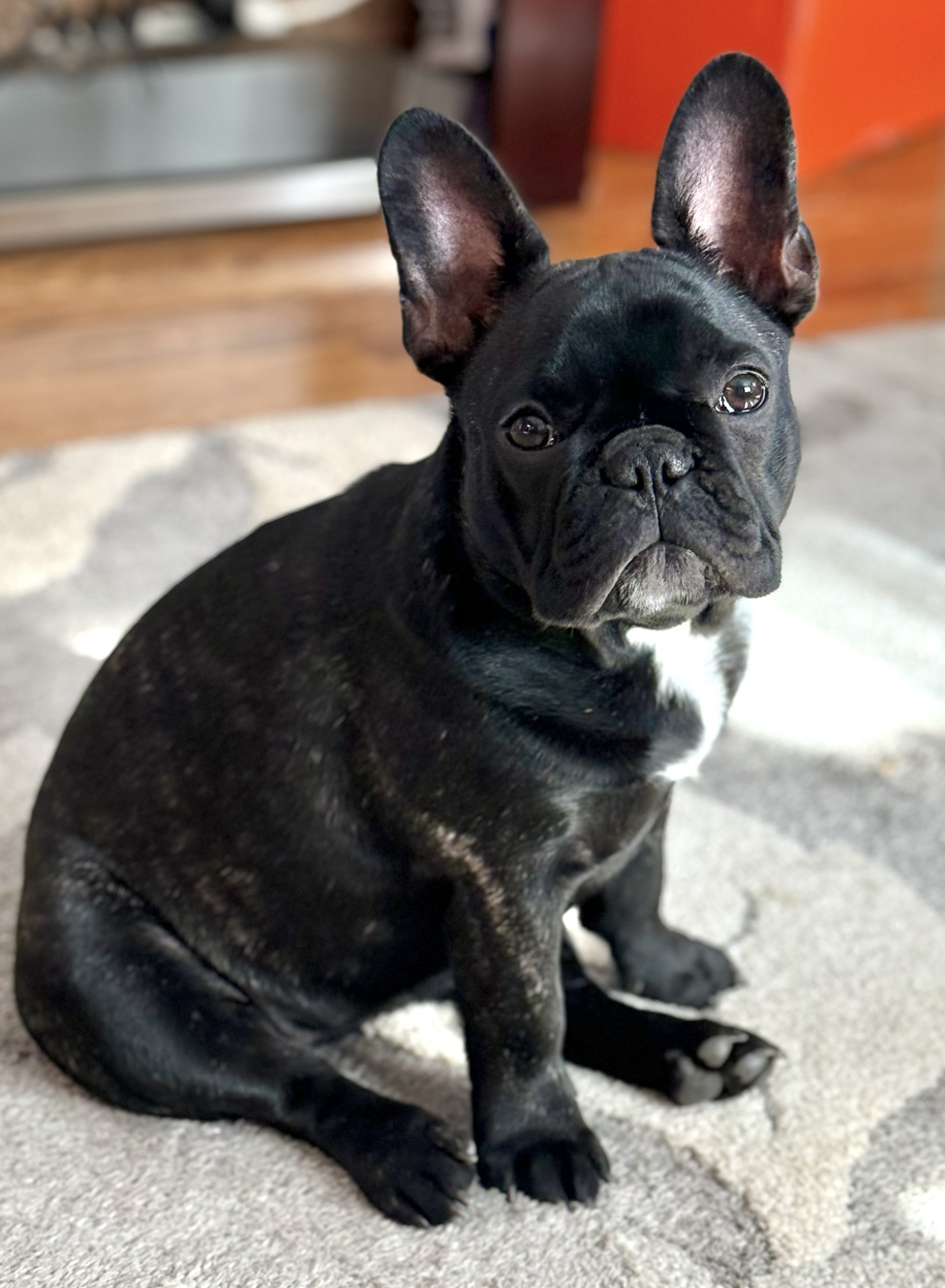 French Bulldog in San Antonio, TX