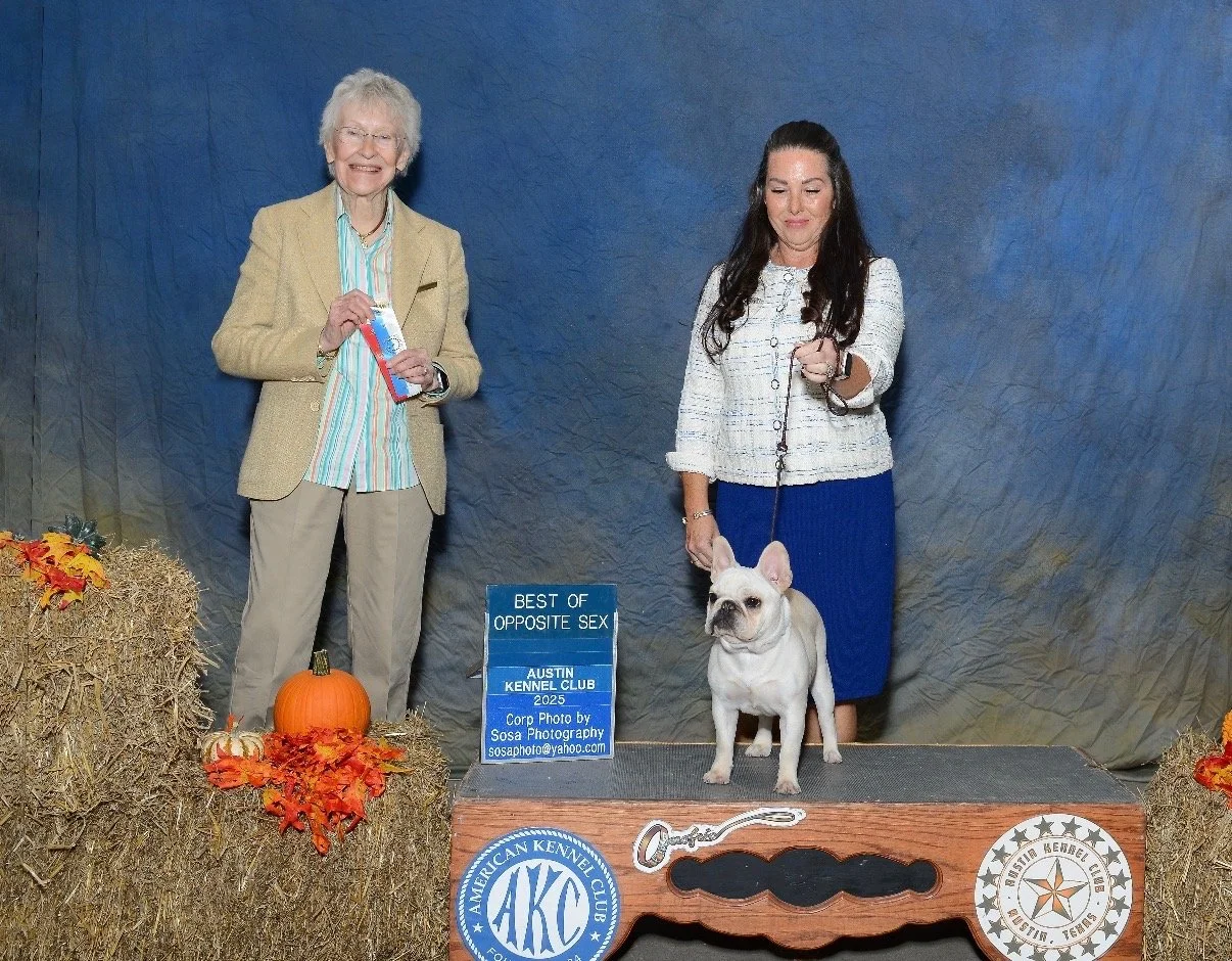 Weller male cream french bulldog near San Antonio TX at Dream workz frenchies