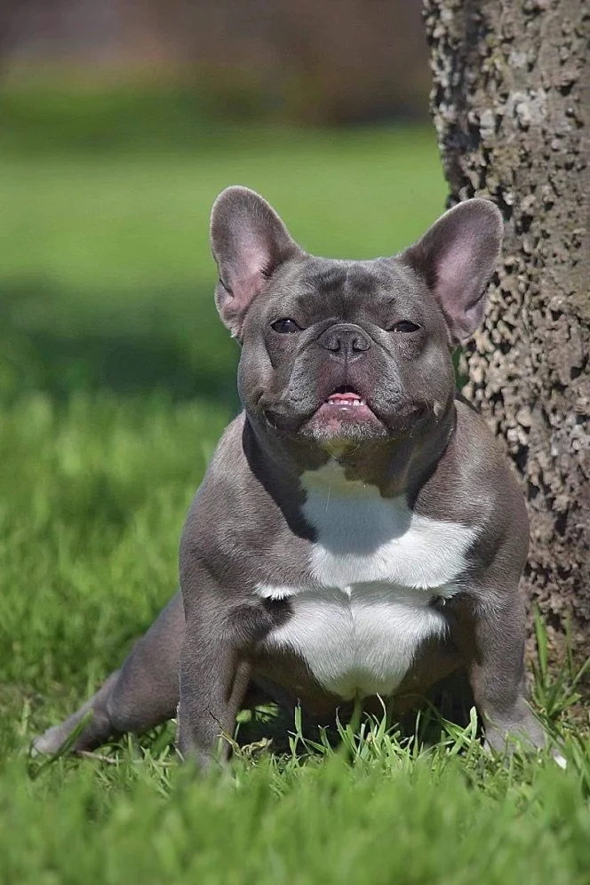 French Bulldogs in San Antonio, Texas